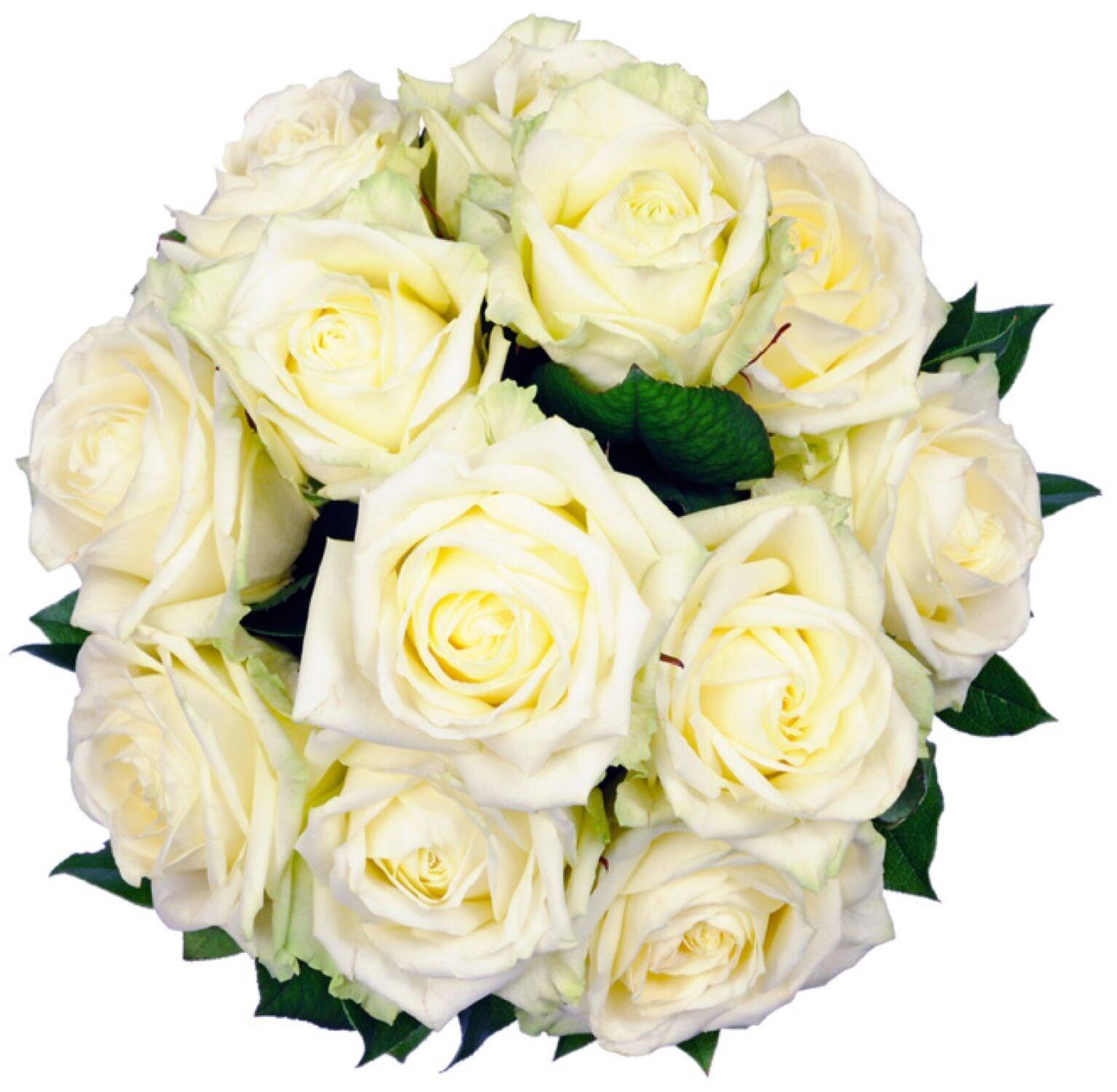 Blume, Pflanze, Rose, Blumen-Arrangement, Blumenstrauß, Blume, Pflanze, Rose, Blumen-Arrangement, Blumenstrauß, Blume, Pflanze, Rose, Blumen-Arrangement, Blumenstrauß, Blume, Pflanze, Rose, Blumen-Arrangement, Blumenstrauß