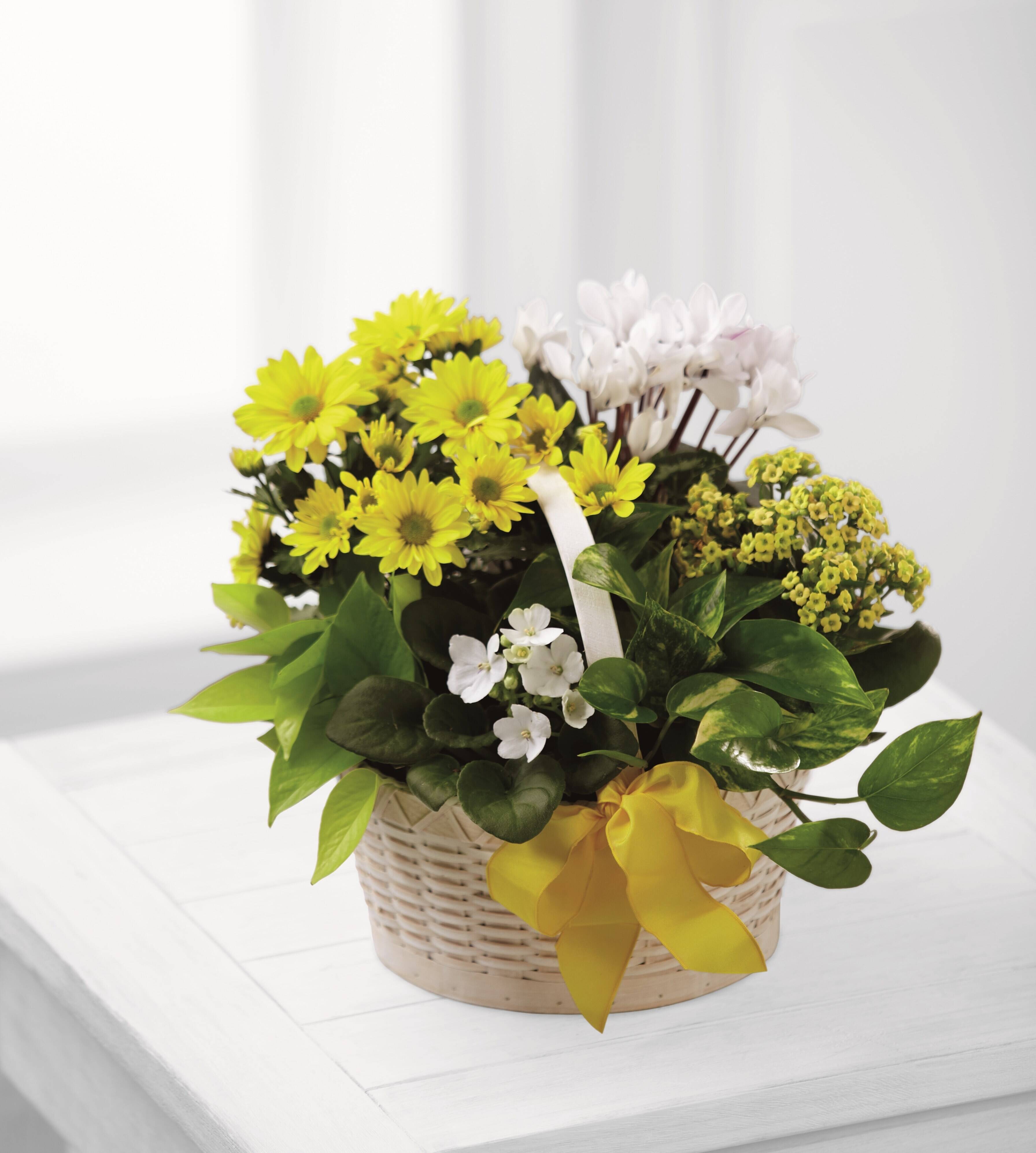 Blume, Blumen-Arrangement, Pflanze, Blumenstrauß, Blume, Blumen-Arrangement, Pflanze, Blumenstrauß, Blume, Blumen-Arrangement, Pflanze, Blumenstrauß, Blume, Blumen-Arrangement, Pflanze, Blumenstrauß, Blume, Blumen-Arrangement, Pflanze, Blumenstrauß