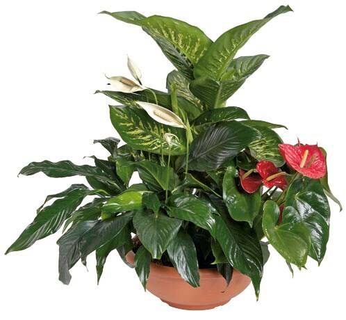 Blume, Pflanze, Pflanze im Topf, Blatt, Anthurium, Blume, Pflanze, Pflanze im Topf, Blatt, Anthurium, Blume, Pflanze, Pflanze im Topf, Blatt, Anthurium, Blume, Pflanze, Pflanze im Topf, Blatt, Anthurium, Blume, Pflanze, Pflanze im Topf, Blatt, Anthurium