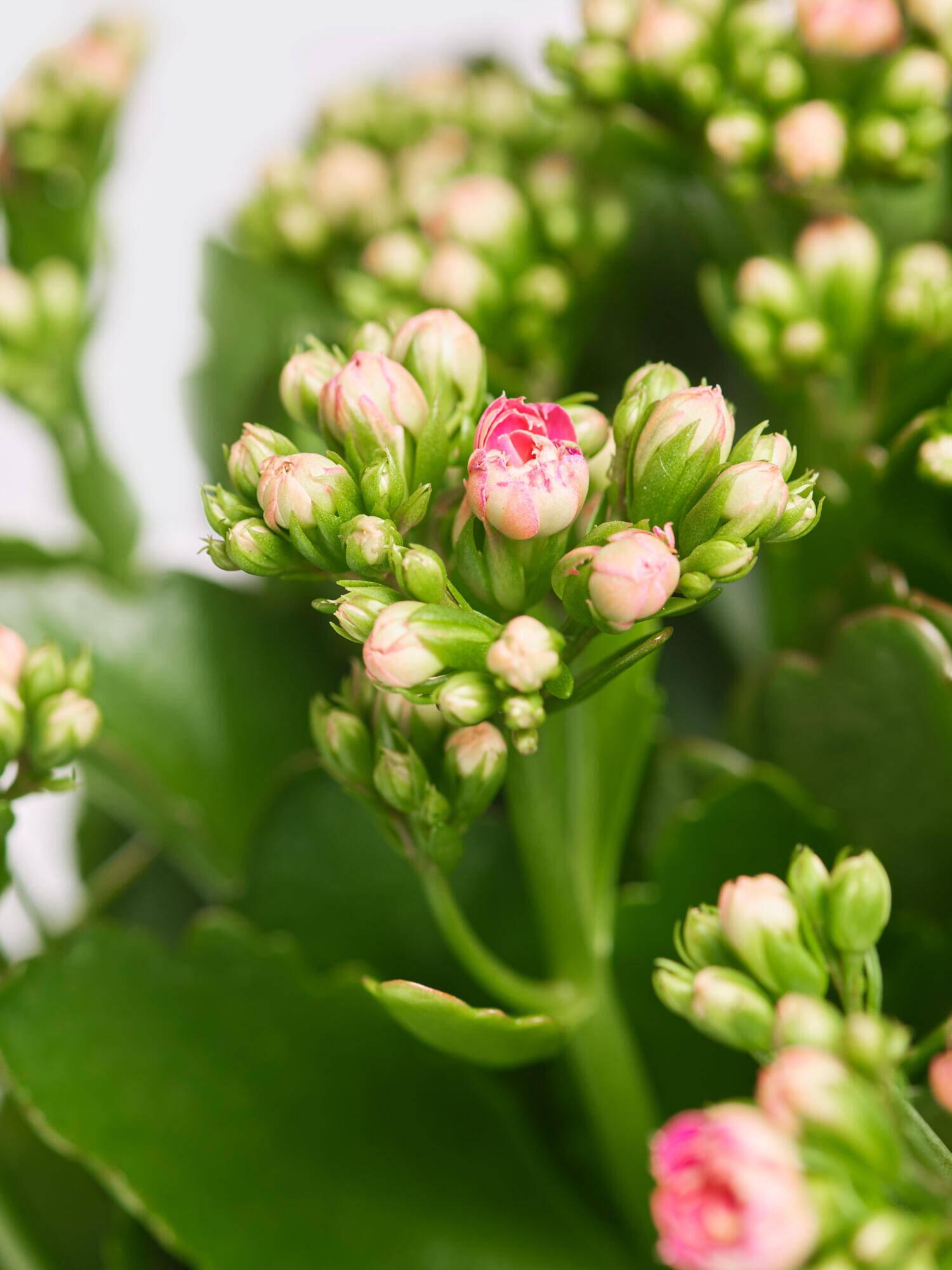 Kalanchoe 'Lucky'