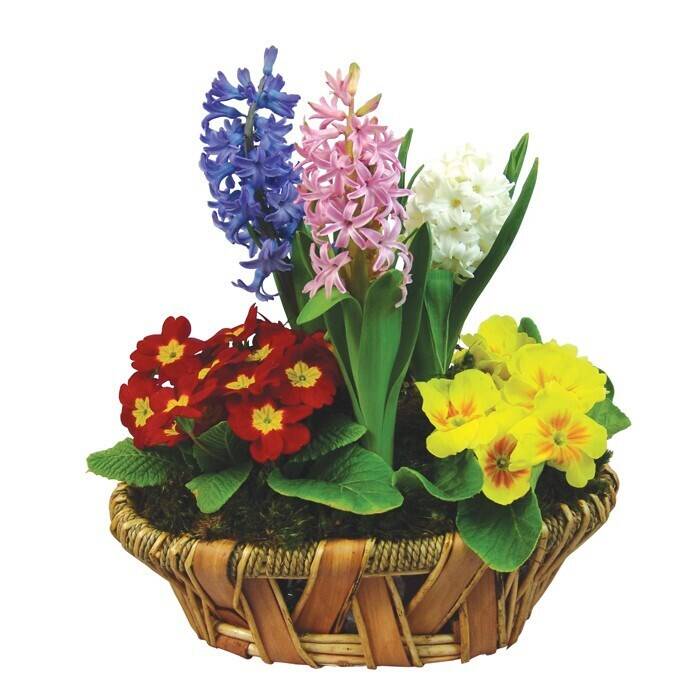 Blume, Blumen-Arrangement, Pflanze, Pflanze im Topf, Blumenstrauß, Blume, Blumen-Arrangement, Pflanze, Pflanze im Topf, Blumenstrauß, Blume, Blumen-Arrangement, Pflanze, Pflanze im Topf, Blumenstrauß, blumenkorb, hyazinthe, gemischte farben