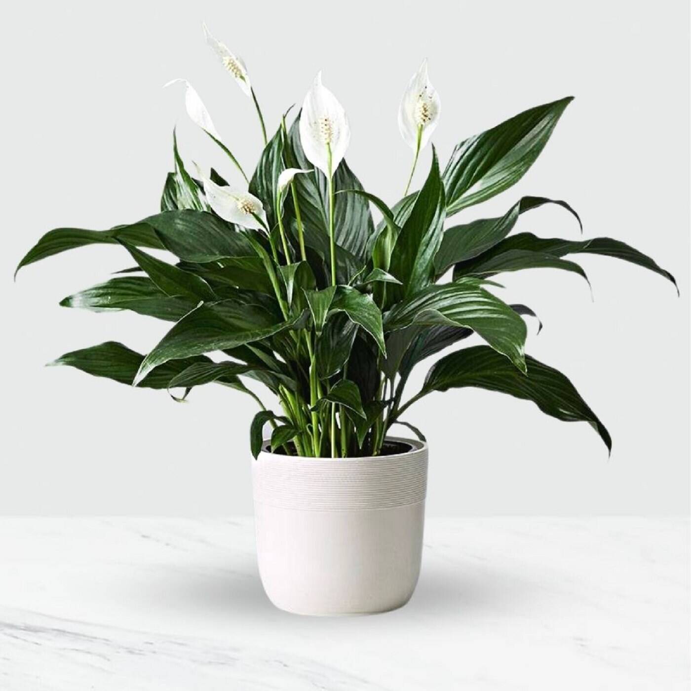 Pflanze, Pflanze im Topf, Blume, Blumen-Arrangement, Pflanze, Pflanze im Topf, Blume, Blumen-Arrangement, Pflanze, Pflanze im Topf, Blume, Blumen-Arrangement, Pflanze, Pflanze im Topf, Blume, Blumen-Arrangement