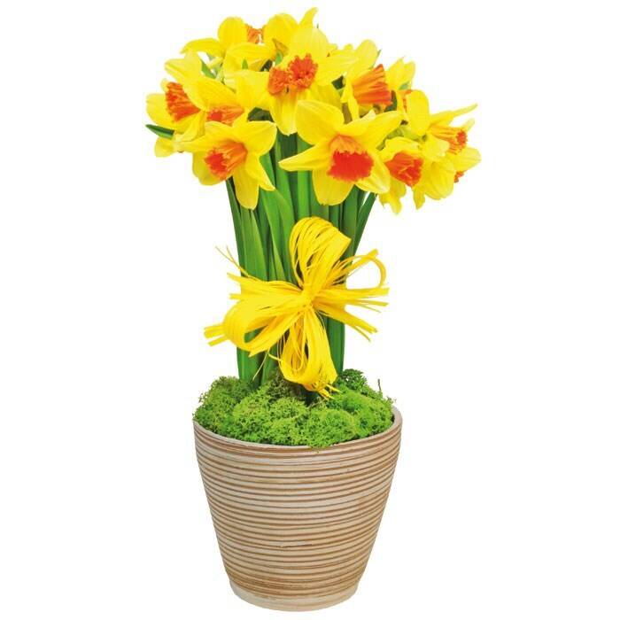 Blume, Pflanze, Narzisse, Blumen-Arrangement, Topfpflanze, Blume, Pflanze, Narzisse, Blumen-Arrangement, Topfpflanze, Blume, Pflanze, Narzisse, Blumen-Arrangement, Topfpflanze, Blume, Pflanze, Narzisse, Blumen-Arrangement, Topfpflanze