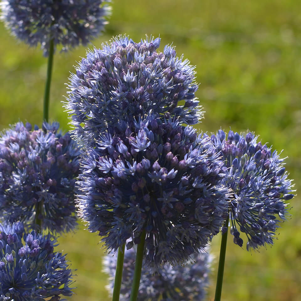 Allium Caeruleum Blüte