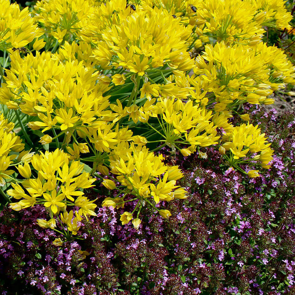 Allium Moly Blüte