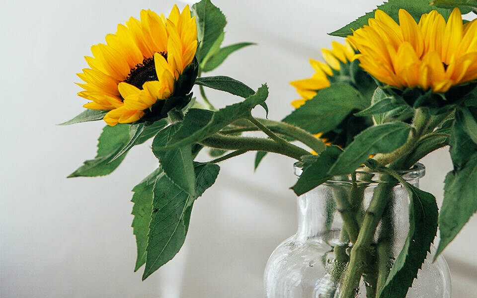 3 Sonnenblumen stehen in einer Vase