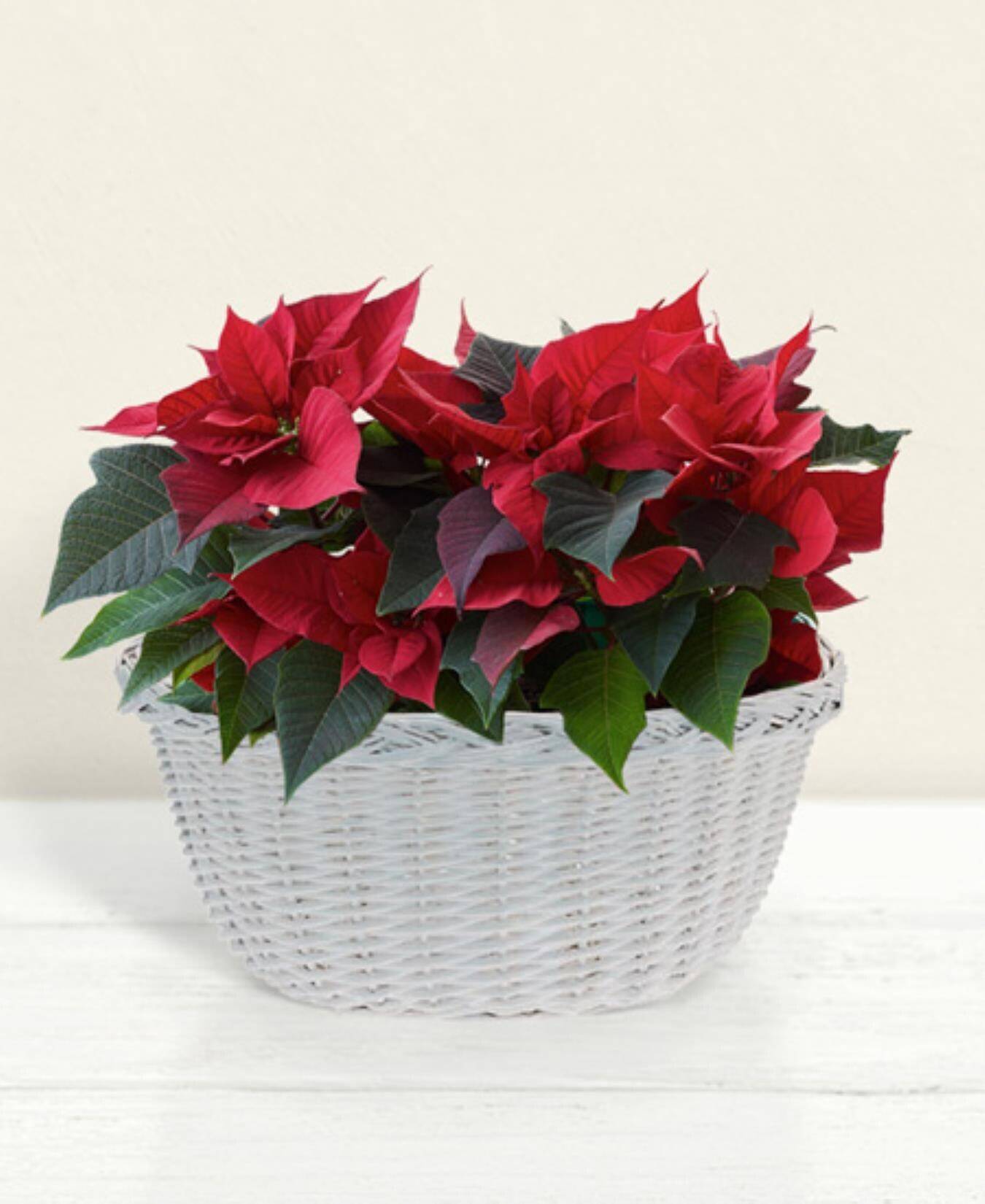 Poinsettie, rote Blätter, Korb, weiße Flechtkorb, Pflanzenarrangement,  poinsettia, Blume, Korbschmuck, rote Blätter, Zimmerpflanze,  poinsettia,  rote blätter,  weißer korb,  blumenarrangement,  topfpflanze