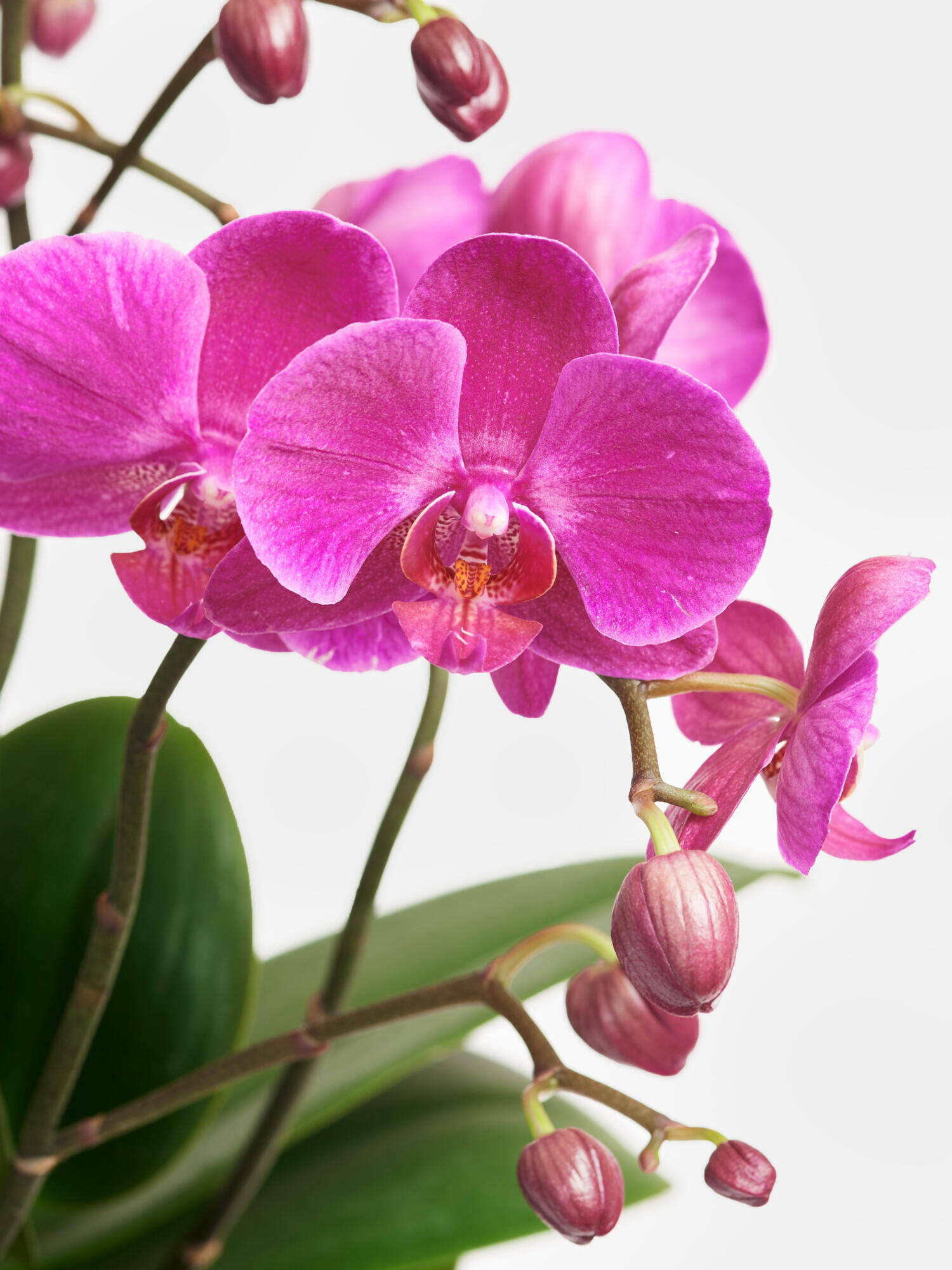 Pinke Orchidee in Vase - Hauptfarbe: Pink