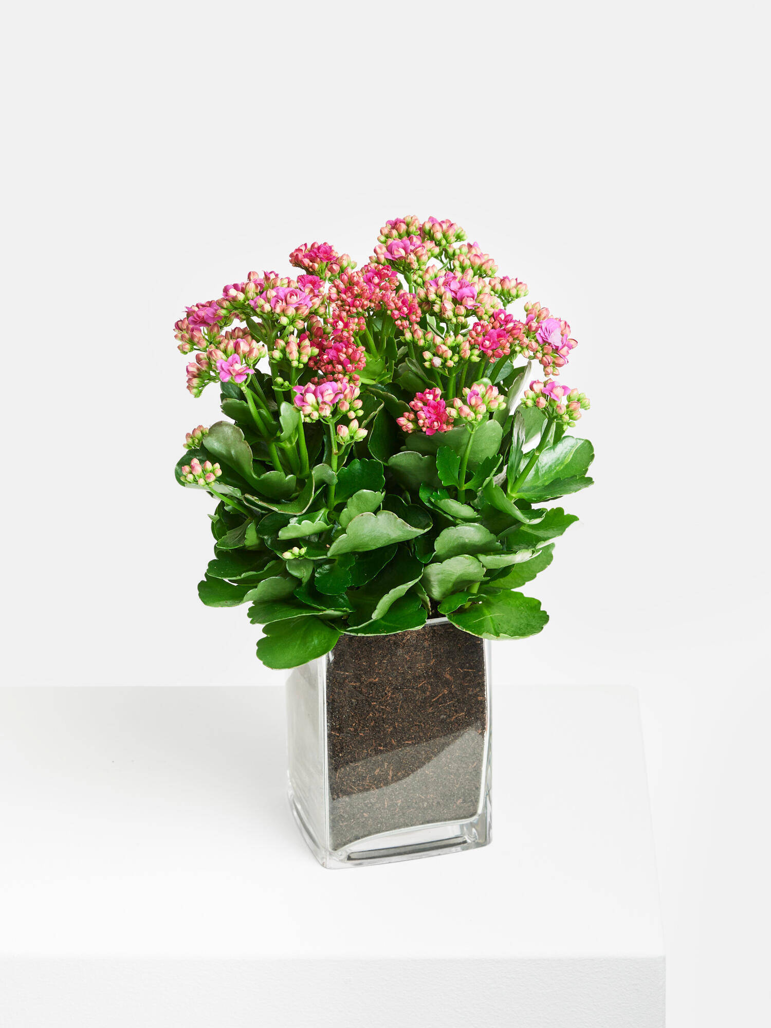 Flammendes Käthchen in Vase - Hauptfarbe: Pink, Rosa