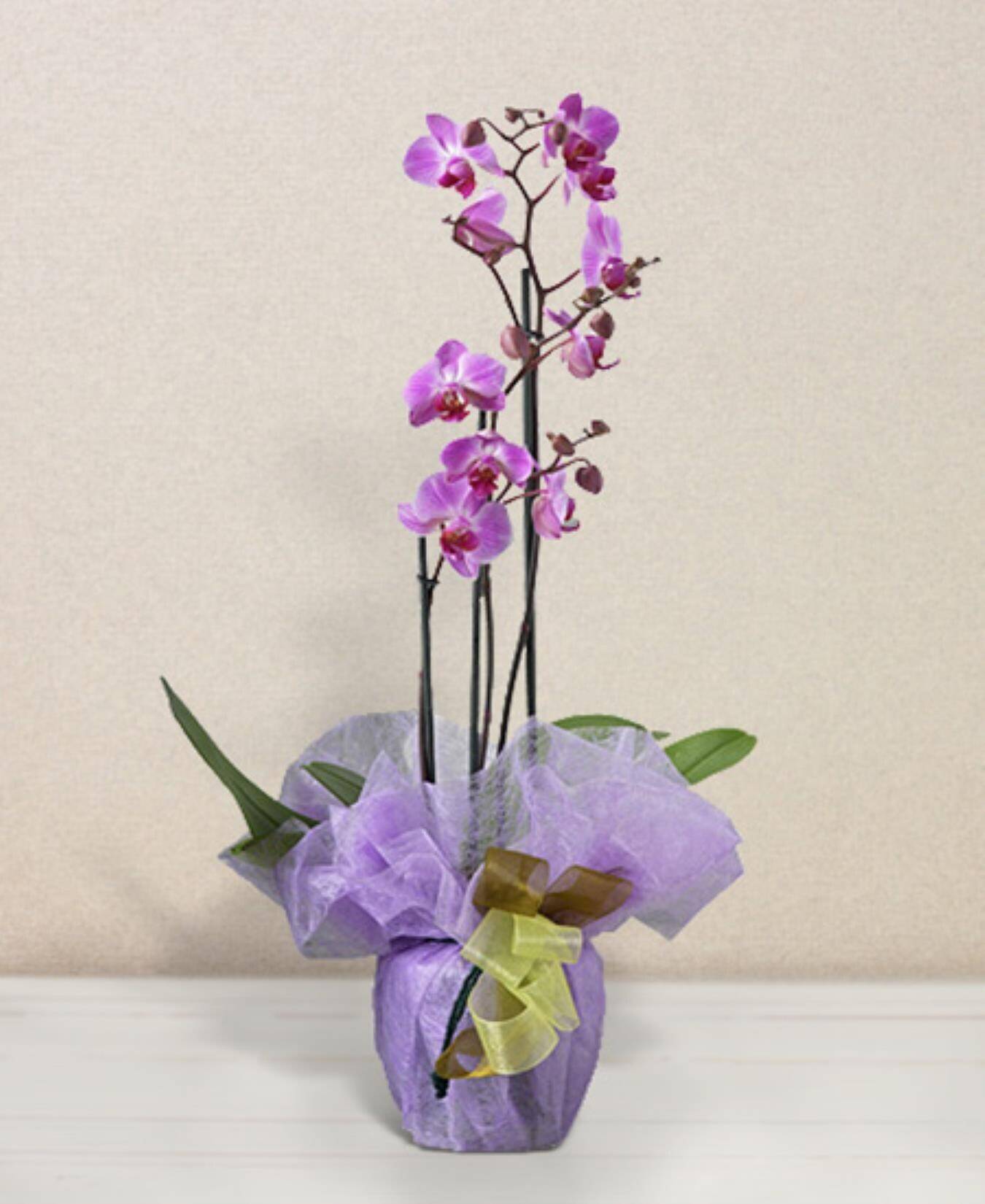 Blume, Blumen-Arrangement, Pflanze, Ikebana, Blume, Blumen-Arrangement, Pflanze, Ikebana, Blume, Blumen-Arrangement, Pflanze, Ikebana, Blume, Blumen-Arrangement, Pflanze, Ikebana, Blume, Blumen-Arrangement, Pflanze, Ikebana