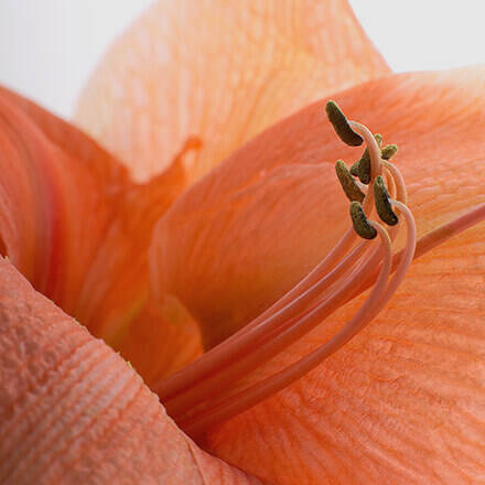 Nahaufnahme einer peachfarbenen Amaryllis