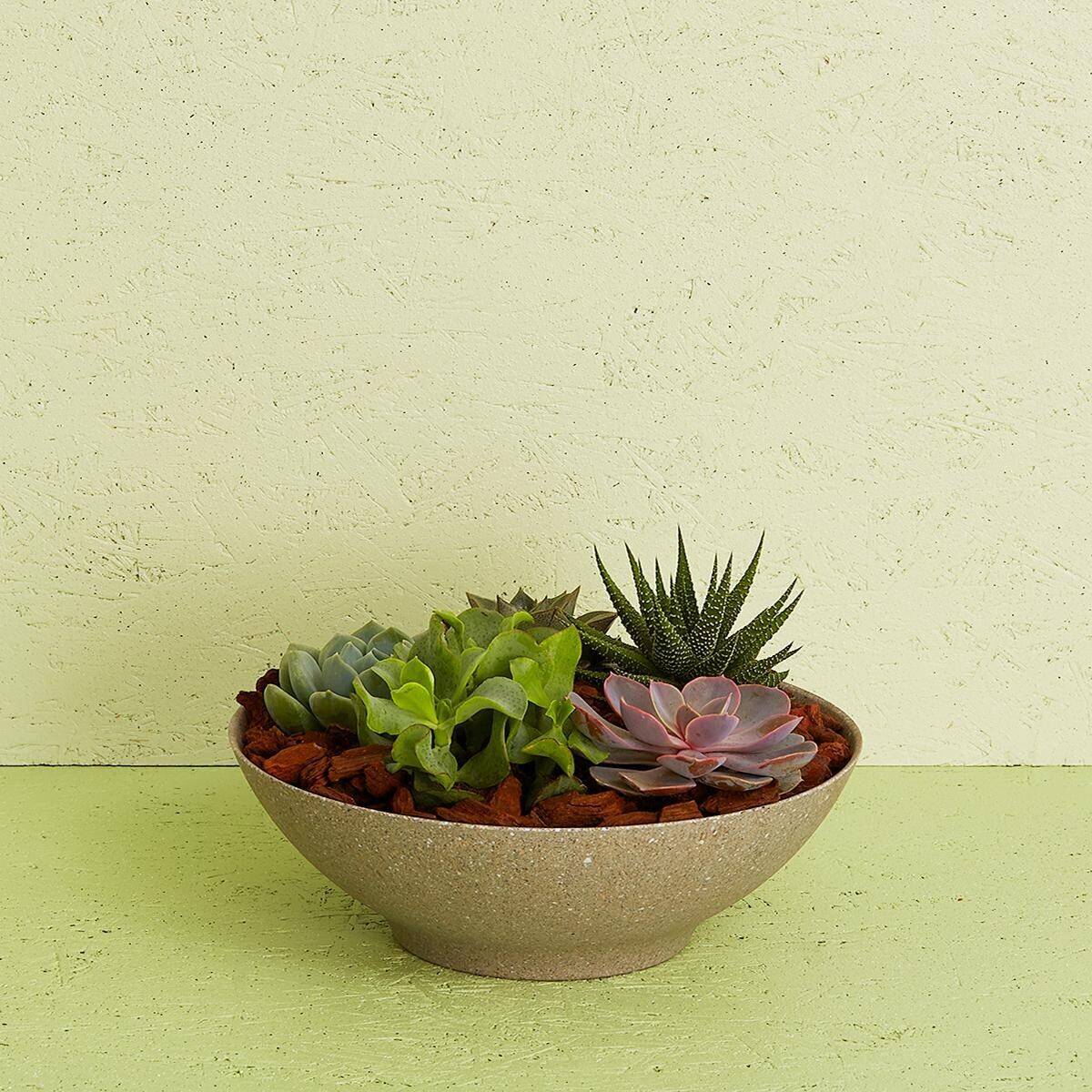 Succulent Arrangement