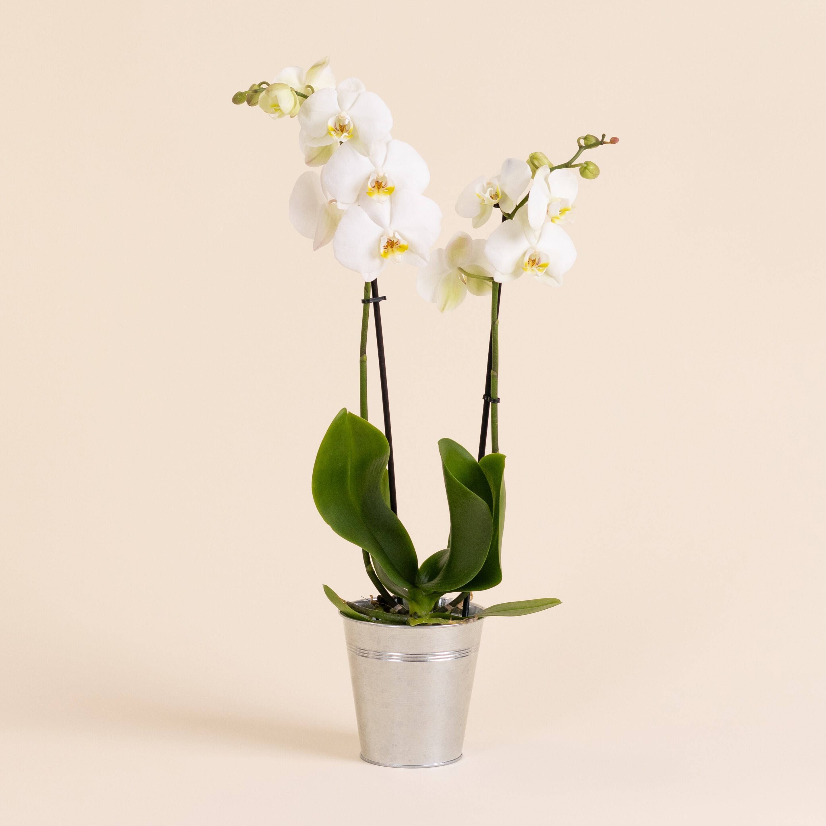 Blume, Pflanze, Blumen-Arrangement, Ikebana, Orchidee, Blume, Pflanze, Blumen-Arrangement, Ikebana, Orchidee, Blume, Pflanze, Blumen-Arrangement, Ikebana, Orchidee, Blume, Pflanze, Blumen-Arrangement, Ikebana, Orchidee