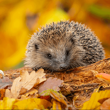 Ein Igel sitzt auf einem Baumstamm mit Herbstblättern.