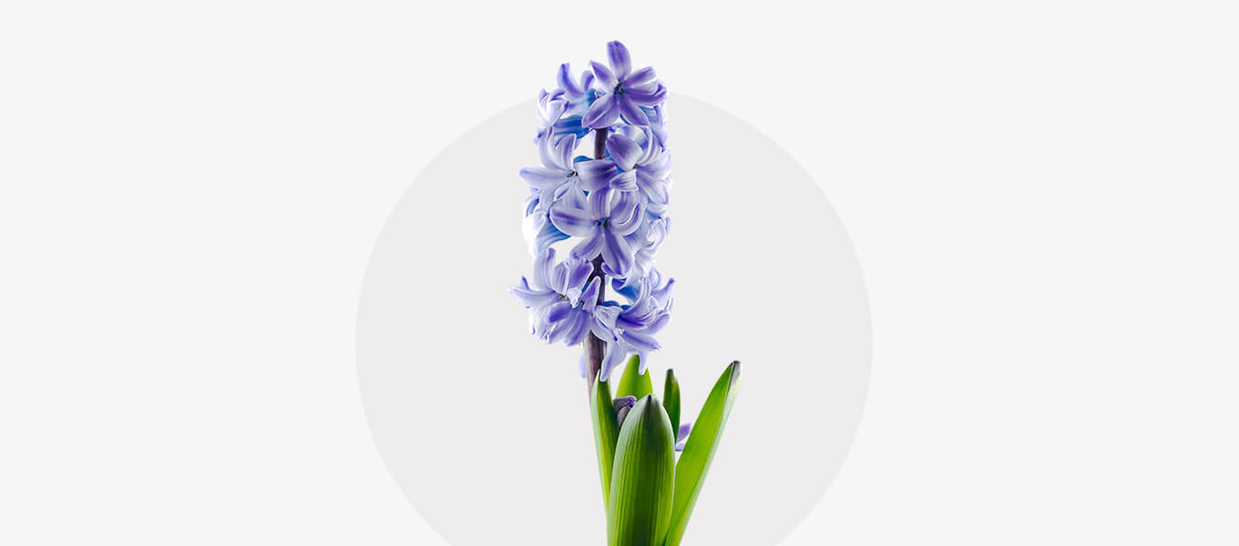 Blaue Hyazinthenblüte