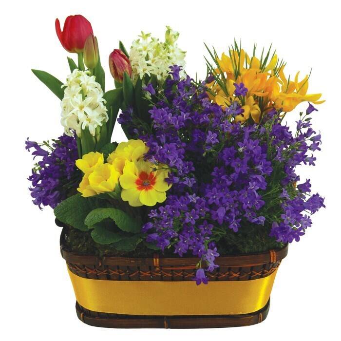 Blume, Blumen-Arrangement, Pflanze, Blumenstrauß, Topfpflanze, Blume, Blumen-Arrangement, Pflanze, Blumenstrauß, Topfpflanze, Blume, Blumen-Arrangement, Pflanze, Blumenstrauß, Topfpflanze