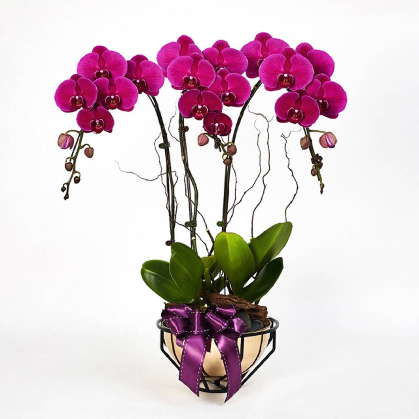 Blume, Pflanze, Blumen-Arrangement, Orchidee, Blume, Pflanze, Blumen-Arrangement, Orchidee, Blume, Pflanze, Blumen-Arrangement, Orchidee, Blume, Pflanze, Blumen-Arrangement, Orchidee, Blume, Pflanze, Blumen-Arrangement, Orchidee