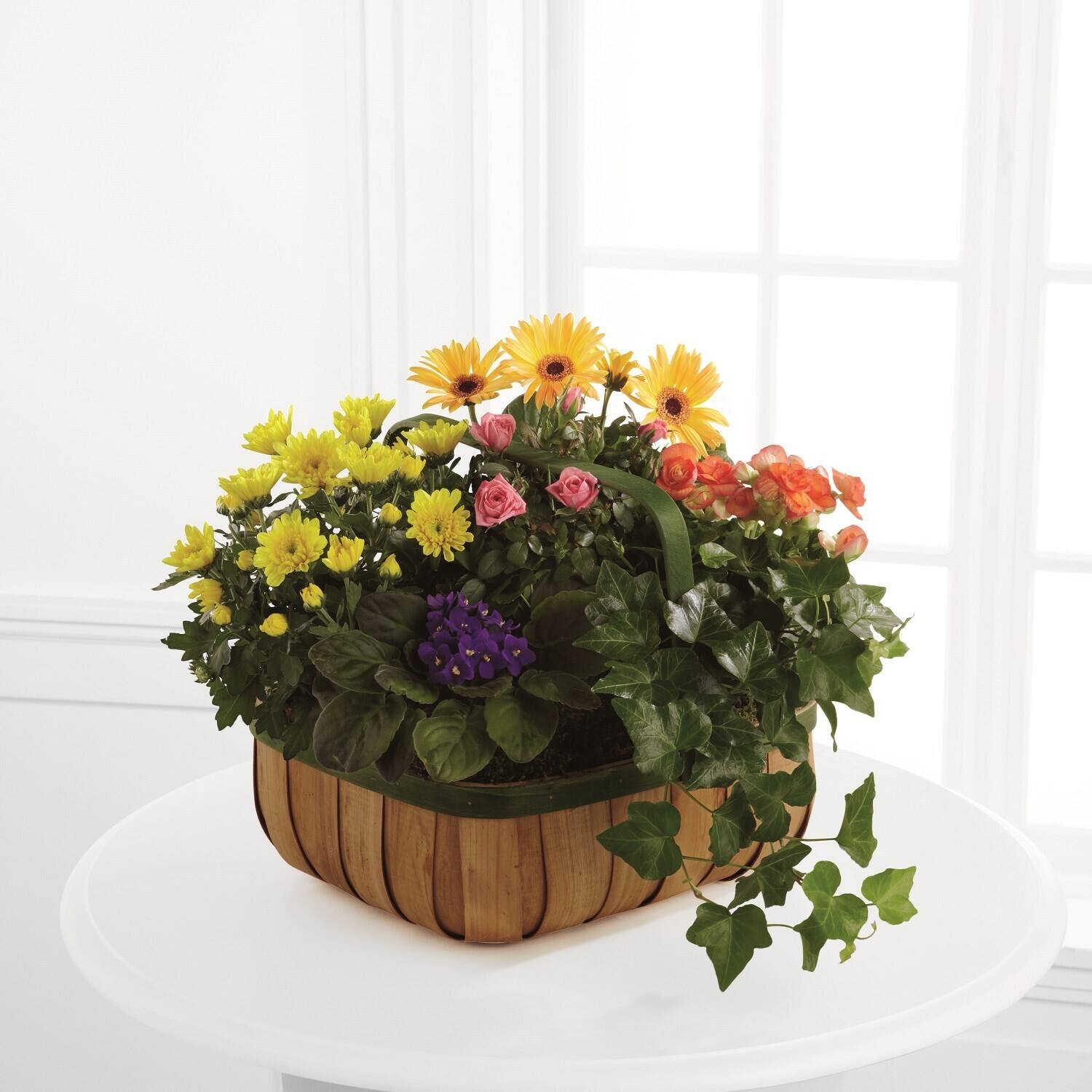 Pflanze, Pflanze im Topf, Blume, Blumen-Arrangement, Blumenstrauß, Pflanze, Pflanze im Topf, Blume, Blumen-Arrangement, Blumenstrauß, Pflanze, Pflanze im Topf, Pflanzgefäß, Blume, Blumen-Arrangement