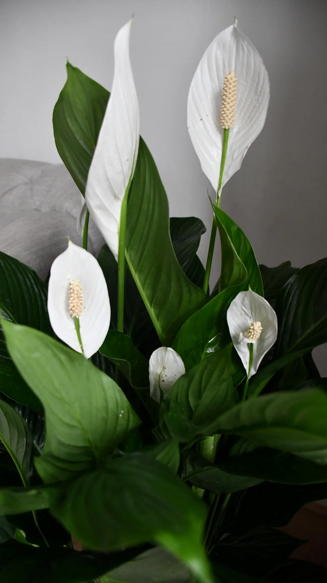 Blume, Pflanze, Araceae, Blume, Pflanze, Araceae, Blume, Pflanze, Araceae, Blume, Pflanze, Araceae, Blume, Pflanze, Araceae, Blume, Pflanze, Araceae, Blume, Pflanze, Araceae, Blume, Pflanze, Araceae, Blume, Pflanze, Araceae, Blume, Pflanze, Araceae