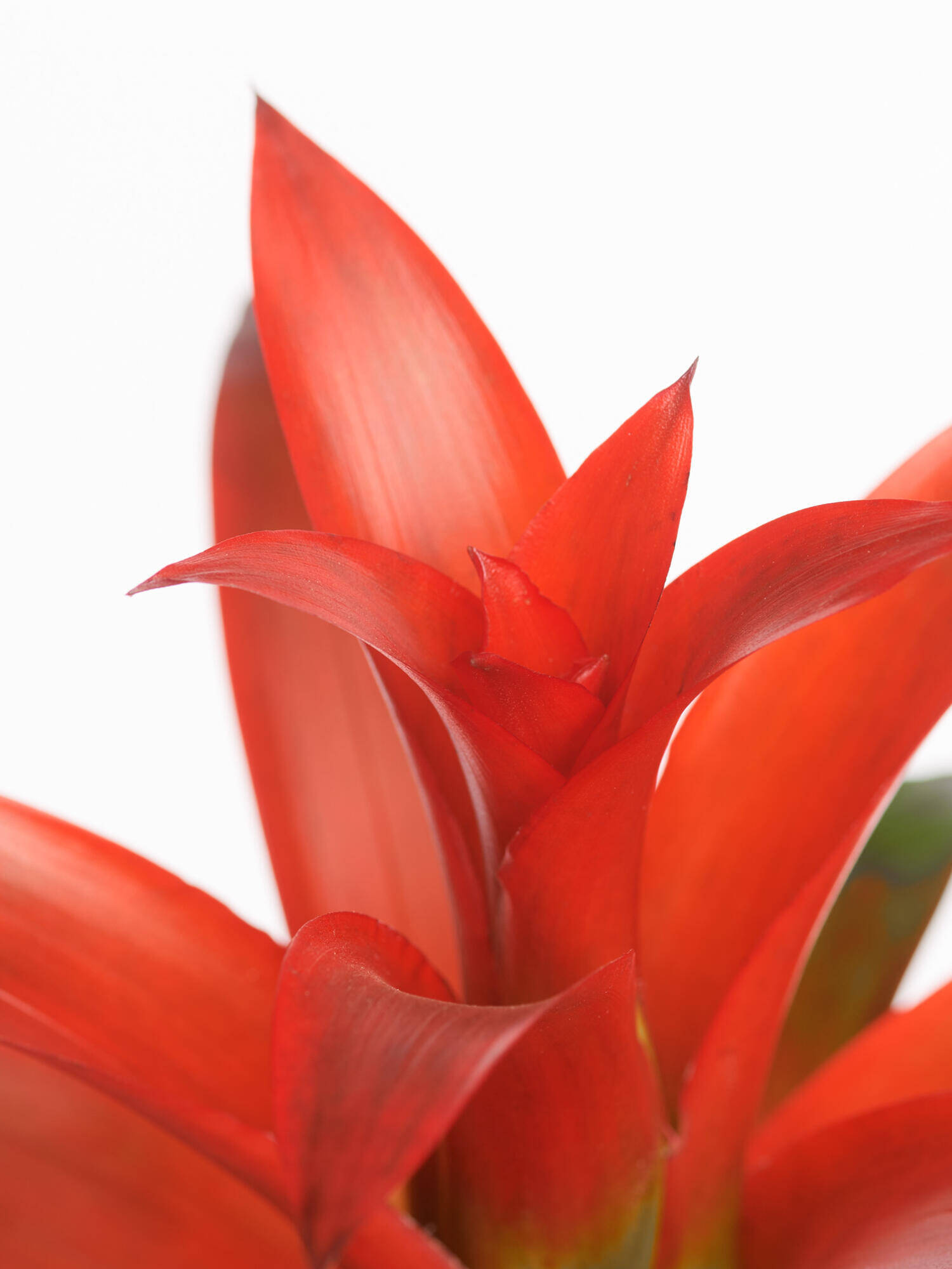 Guzmania