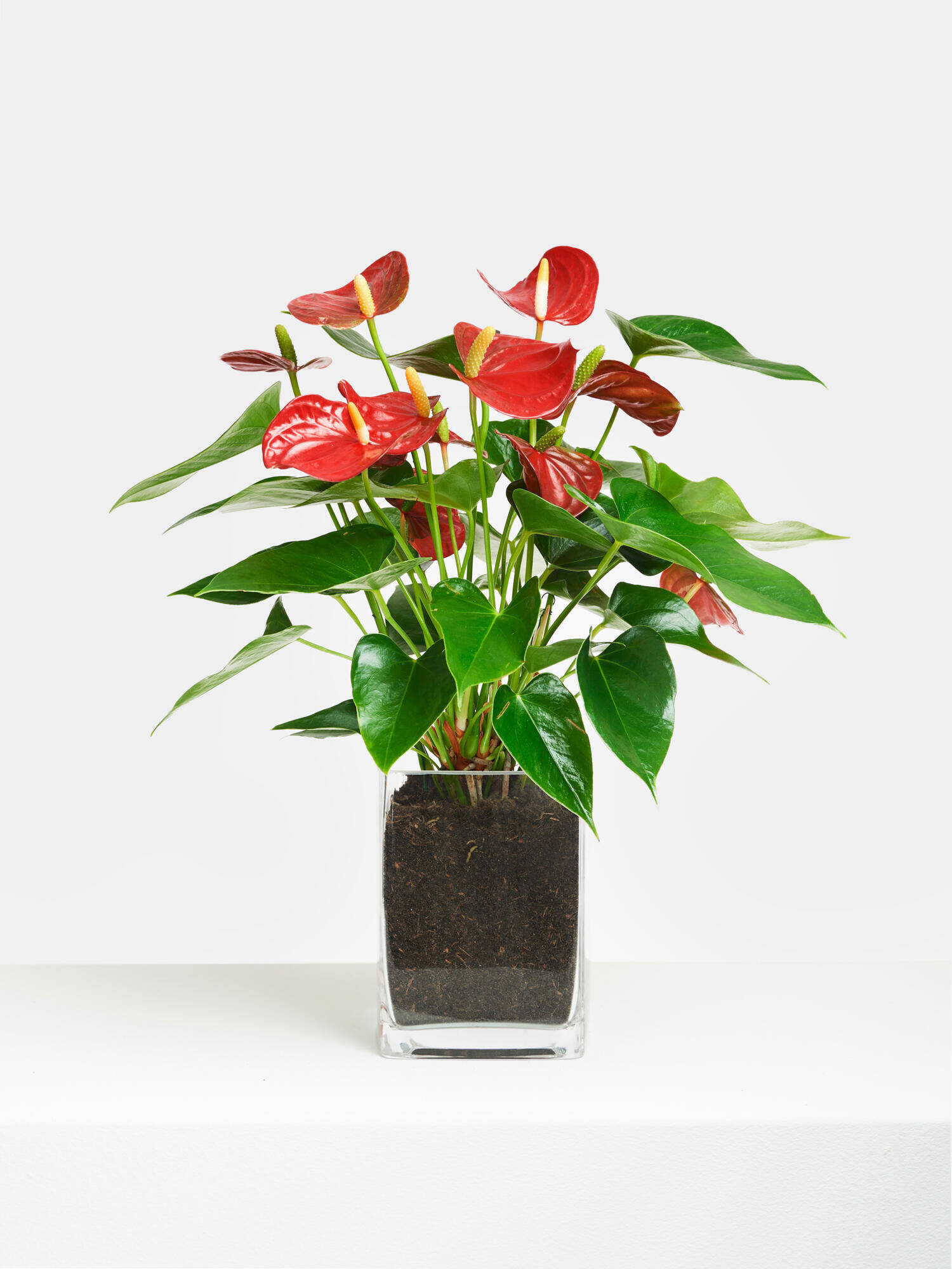 Rote Flamingoblume in Vase