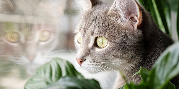 Eine Katze guckt neben einer Pflanze aus dem Fenster heraus