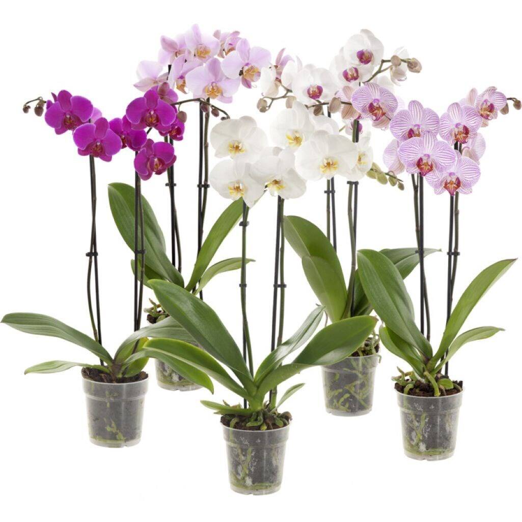 Orchid
