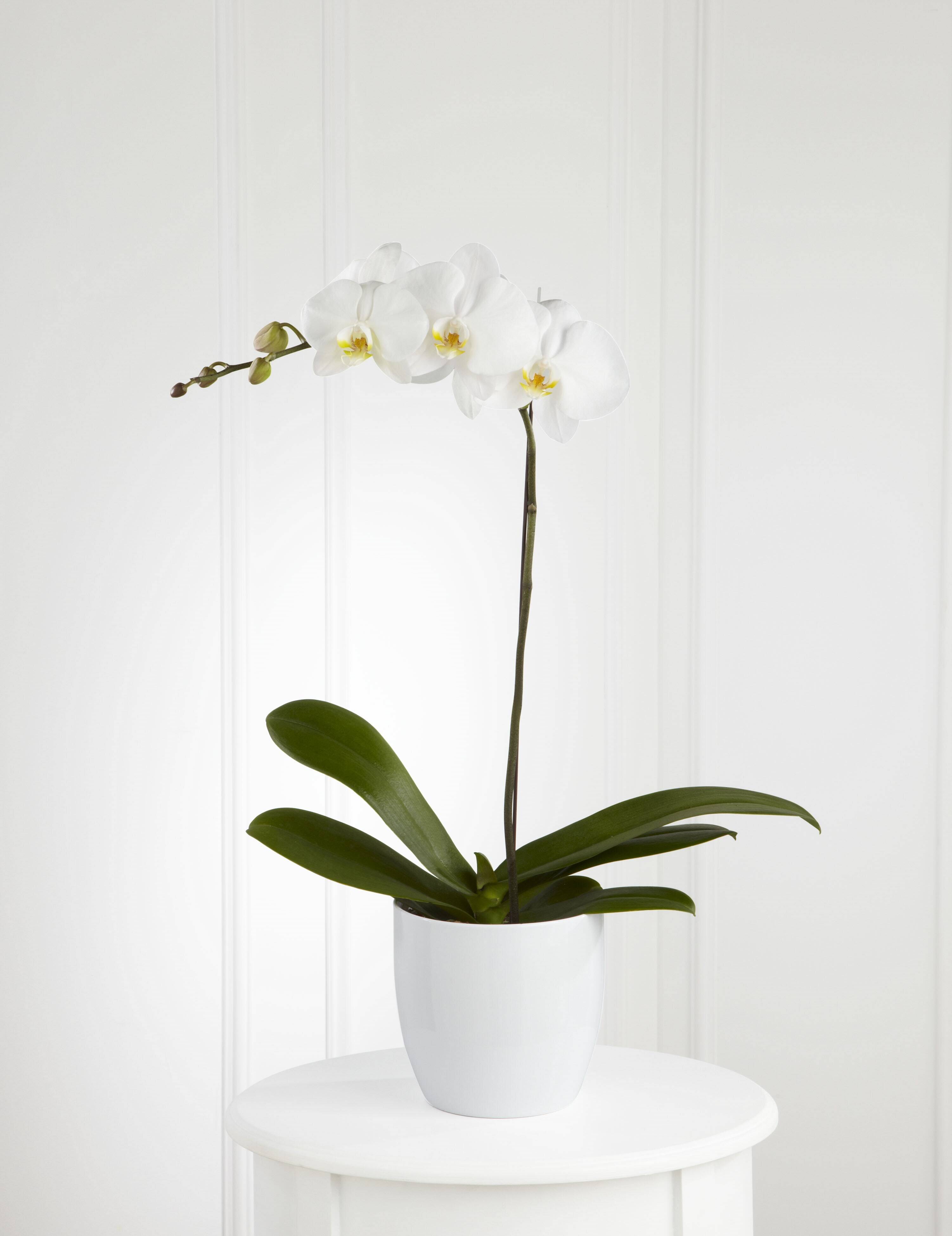 Blume, Pflanze, Blumen-Arrangement, Ikebana, Orchidee, Blume, Pflanze, Blumen-Arrangement, Ikebana, Orchidee, Blume, Pflanze, Blumen-Arrangement, Ikebana, Orchidee, Blume, Pflanze, Blumen-Arrangement, Ikebana, Orchidee