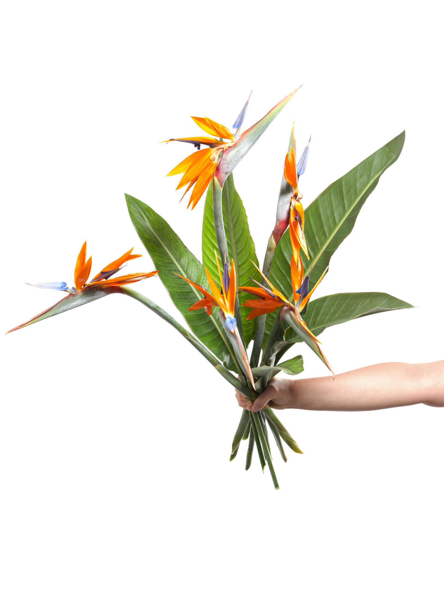 Bird of Paradise