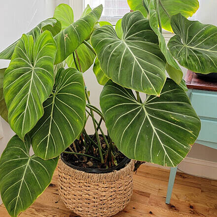 Bild einer Philodendron Pflanze