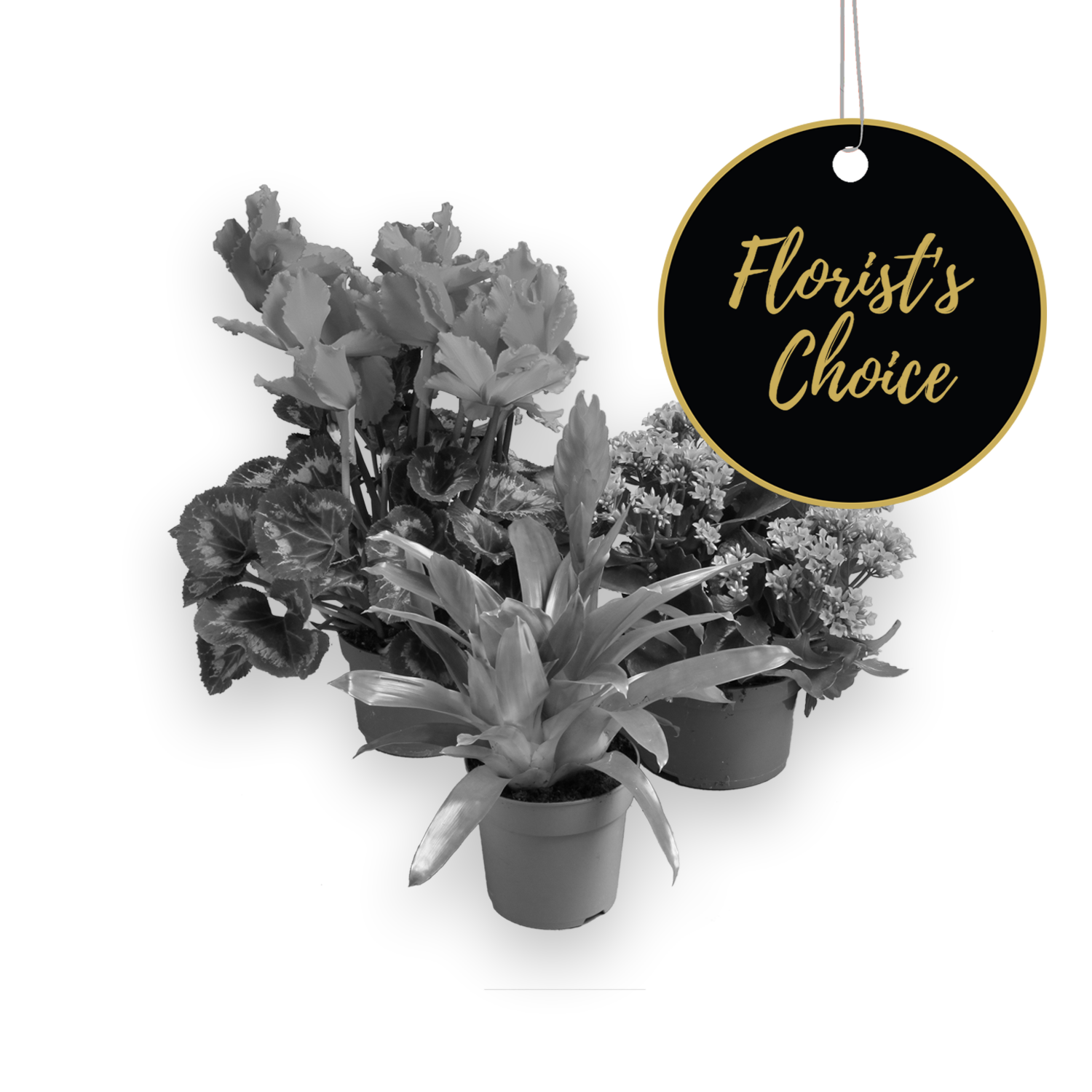 Single plant  florist's choice