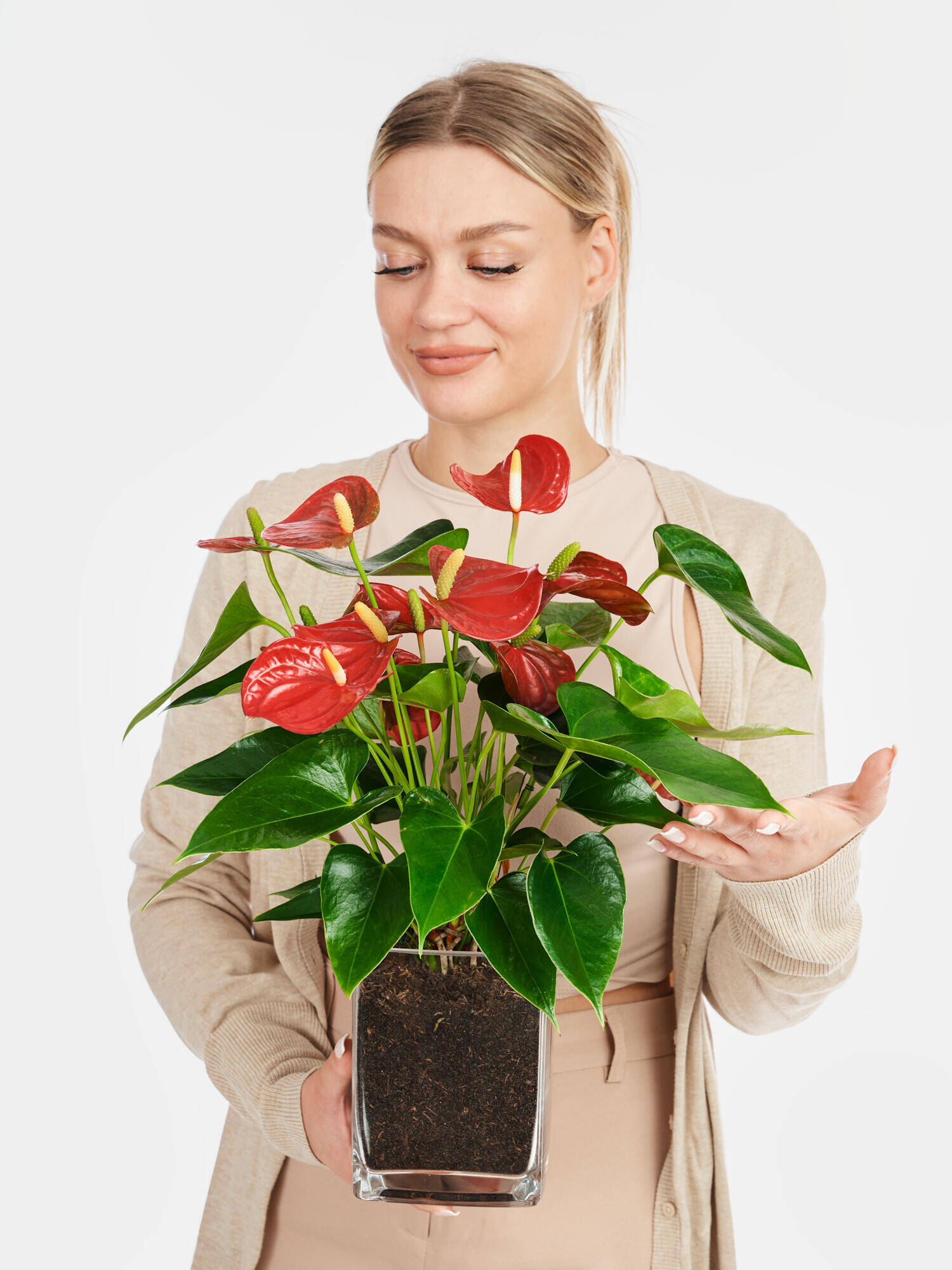 Rote Flamingoblume in Vase