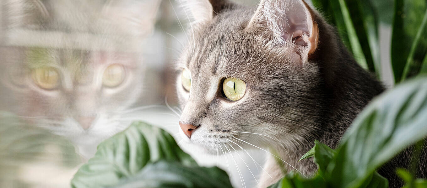 Eine Katze guckt neben einer Pflanze aus dem Fenster heraus