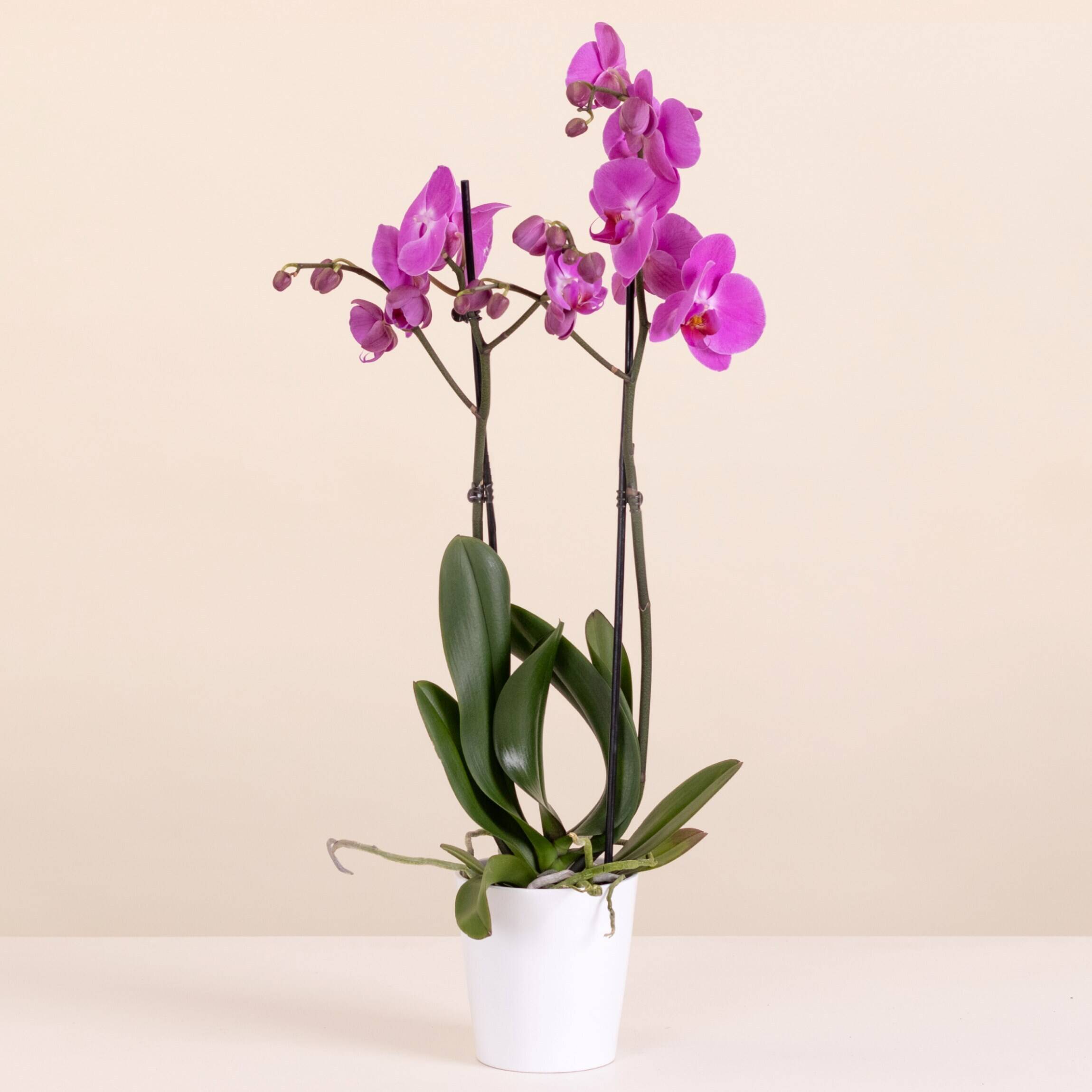 Blume, Pflanze, Blumen-Arrangement, Ikebana, Orchidee, Blume, Pflanze, Blumen-Arrangement, Ikebana, Orchidee, Blume, Pflanze, Blumen-Arrangement, Ikebana, Orchidee, Blume, Pflanze, Blumen-Arrangement, Ikebana, Orchidee