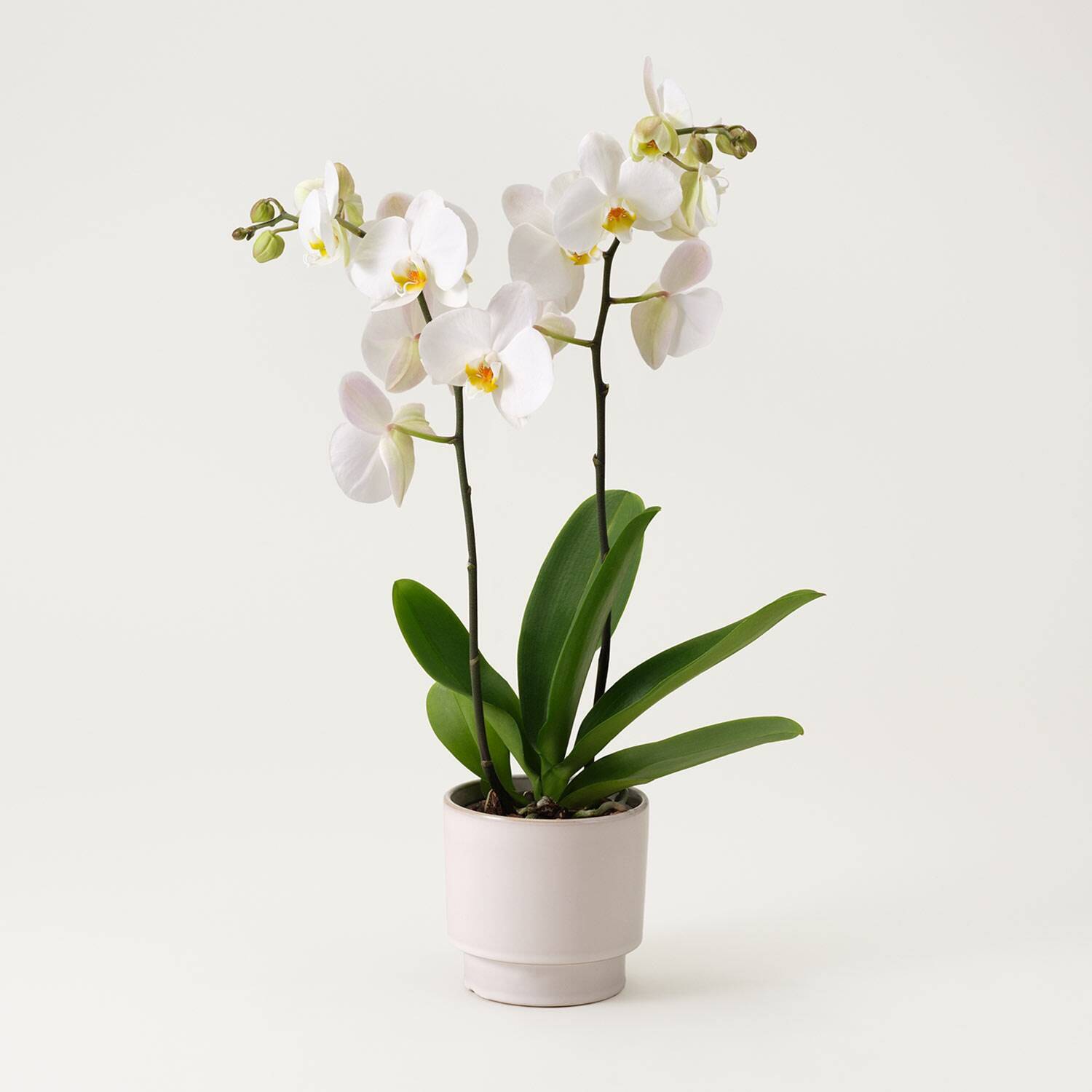 Single white plant Phalaenopsis