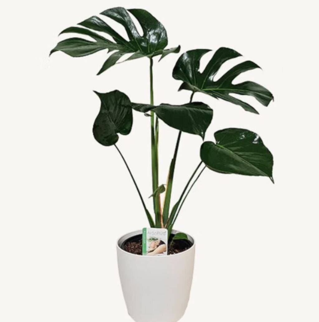 pflanze, Monstera, Topfpflanze, innenraum, grünpflanze, Pflanzen, Philodendron, Monstera, Topf, grüne Blätter, Pflanze, Topfpflanze, Monstera, große Blätter, Zimmerpflanze, Pflanze, Monstera, Topfpflanze, Grün, Zierpflanze