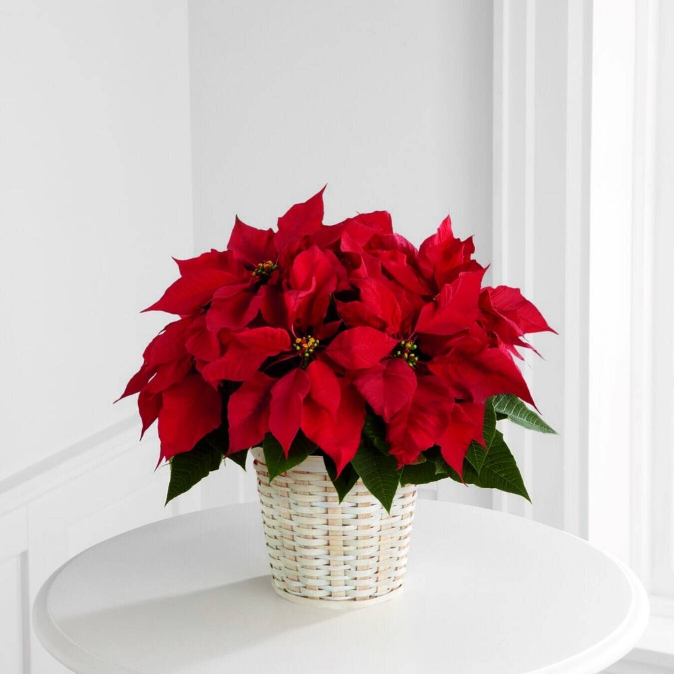 Blume, Blütenblatt, Blatt, Blumen-Arrangement, Blumenstrauß, Blume, Blütenblatt, Blatt, Blumen-Arrangement, Blumenstrauß, Blume, Blütenblatt, Blatt, Blumen-Arrangement, Blumenstrauß, Blume, Blütenblatt, Blatt, Blumen-Arrangement, Blumenstrauß