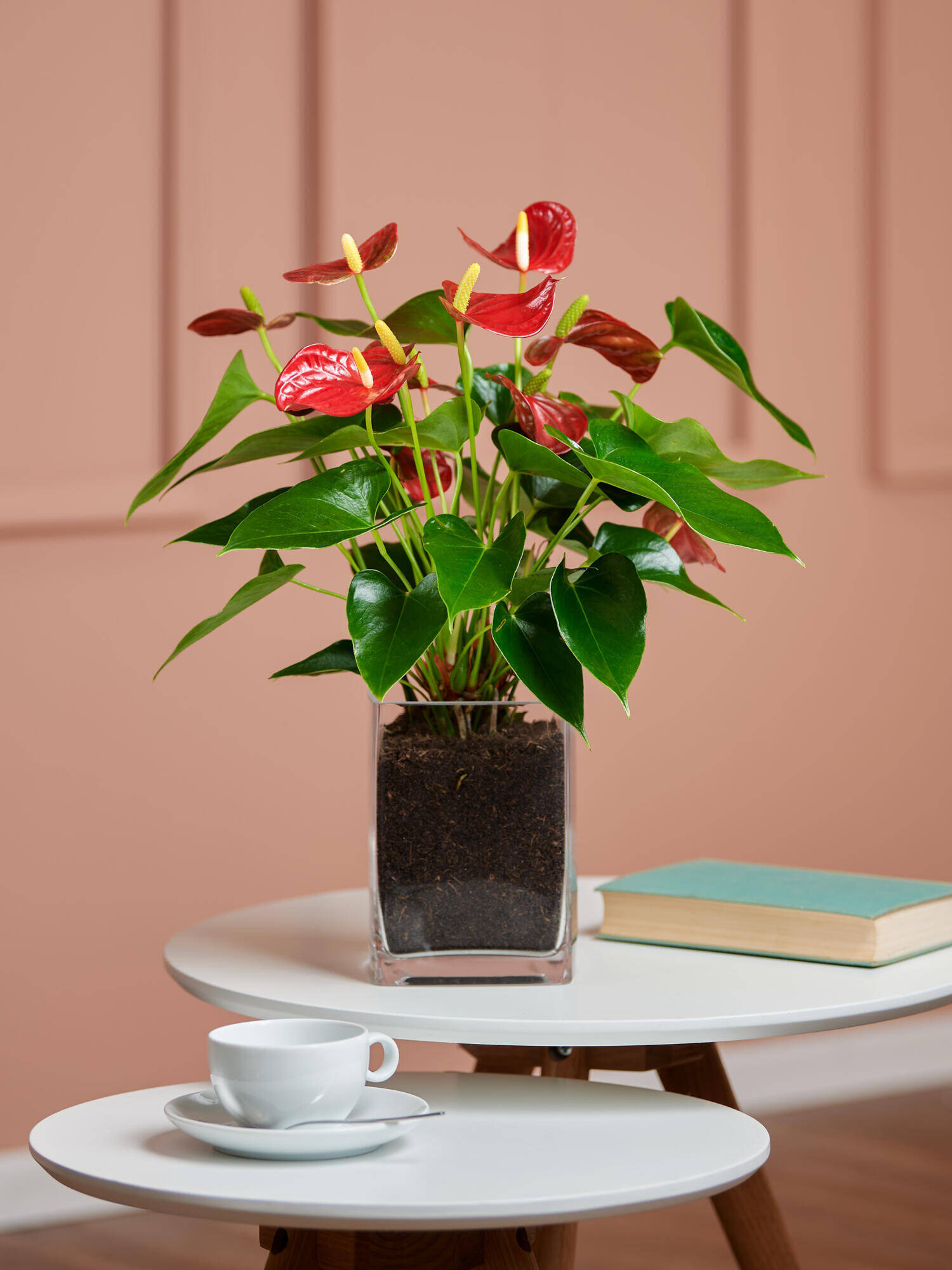 Rote Flamingoblume in Vase