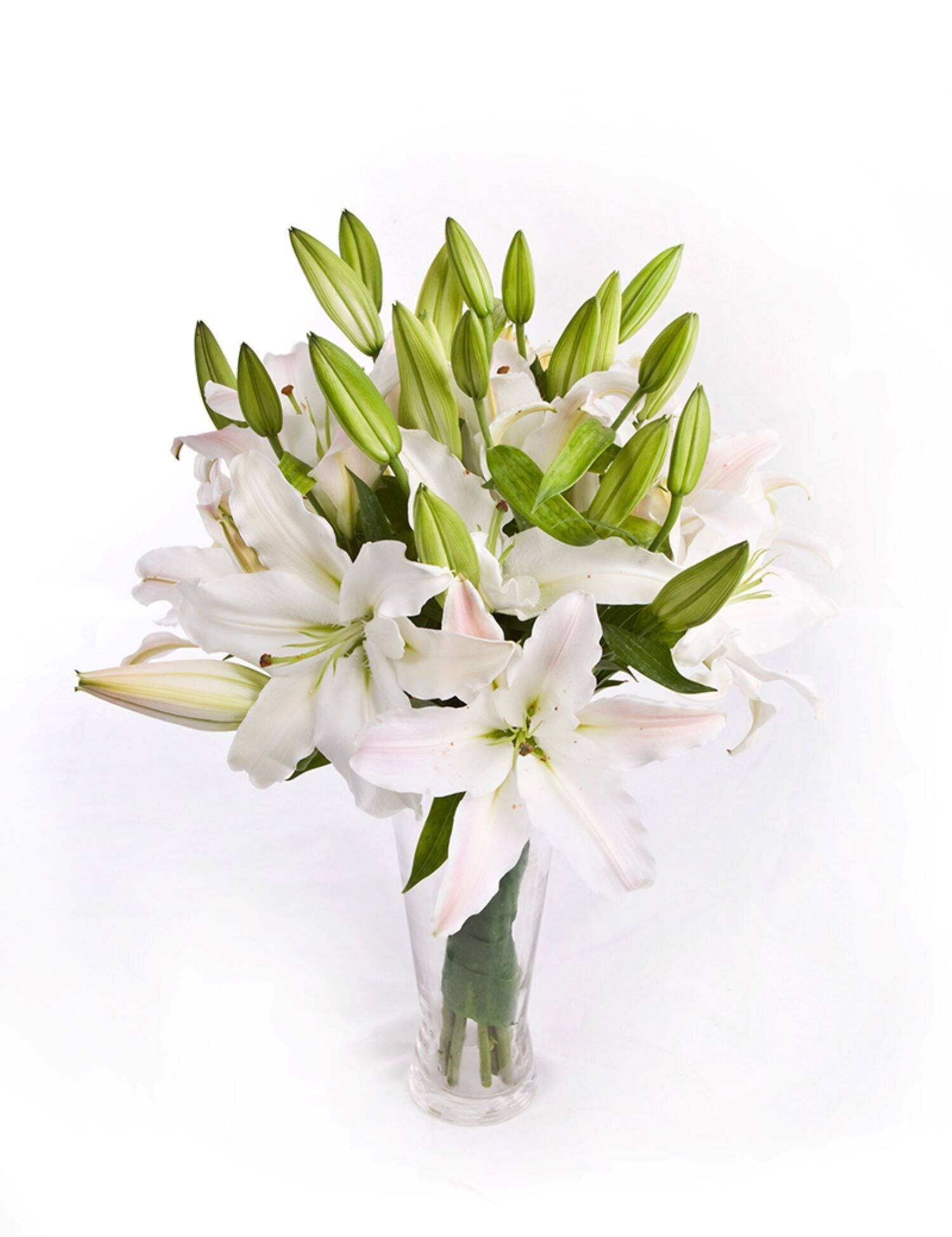 Blume, Pflanze, Blumen-Arrangement, Blumenstrauß, Blume, Pflanze, Blumen-Arrangement, Blumenstrauß, Blume, Pflanze, Blumen-Arrangement, Blumenstrauß, Blume, Pflanze, Blumen-Arrangement, Blumenstrauß, Blume, Pflanze, Blumen-Arrangement, Blumenstrauß