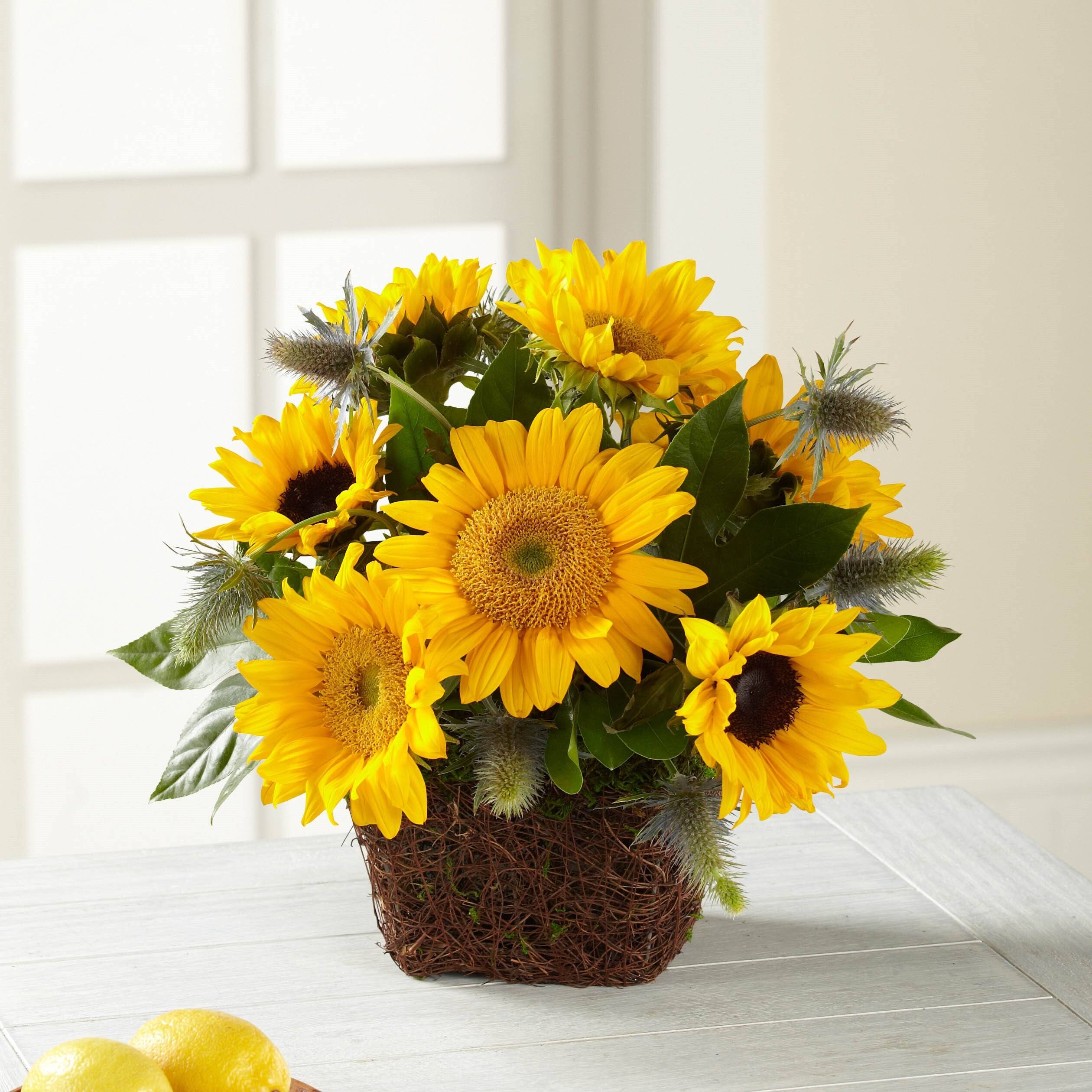 Blume, Blumen-Arrangement, Pflanze, Blumenstrauß, Sonnenblume, Blume, Blumen-Arrangement, Pflanze, Blumenstrauß, Sonnenblume, Blume, Blumen-Arrangement, Pflanze, Blumenstrauß, Sonnenblume, Blume, Blumen-Arrangement, Pflanze, Blumenstrauß, Sonnenblume