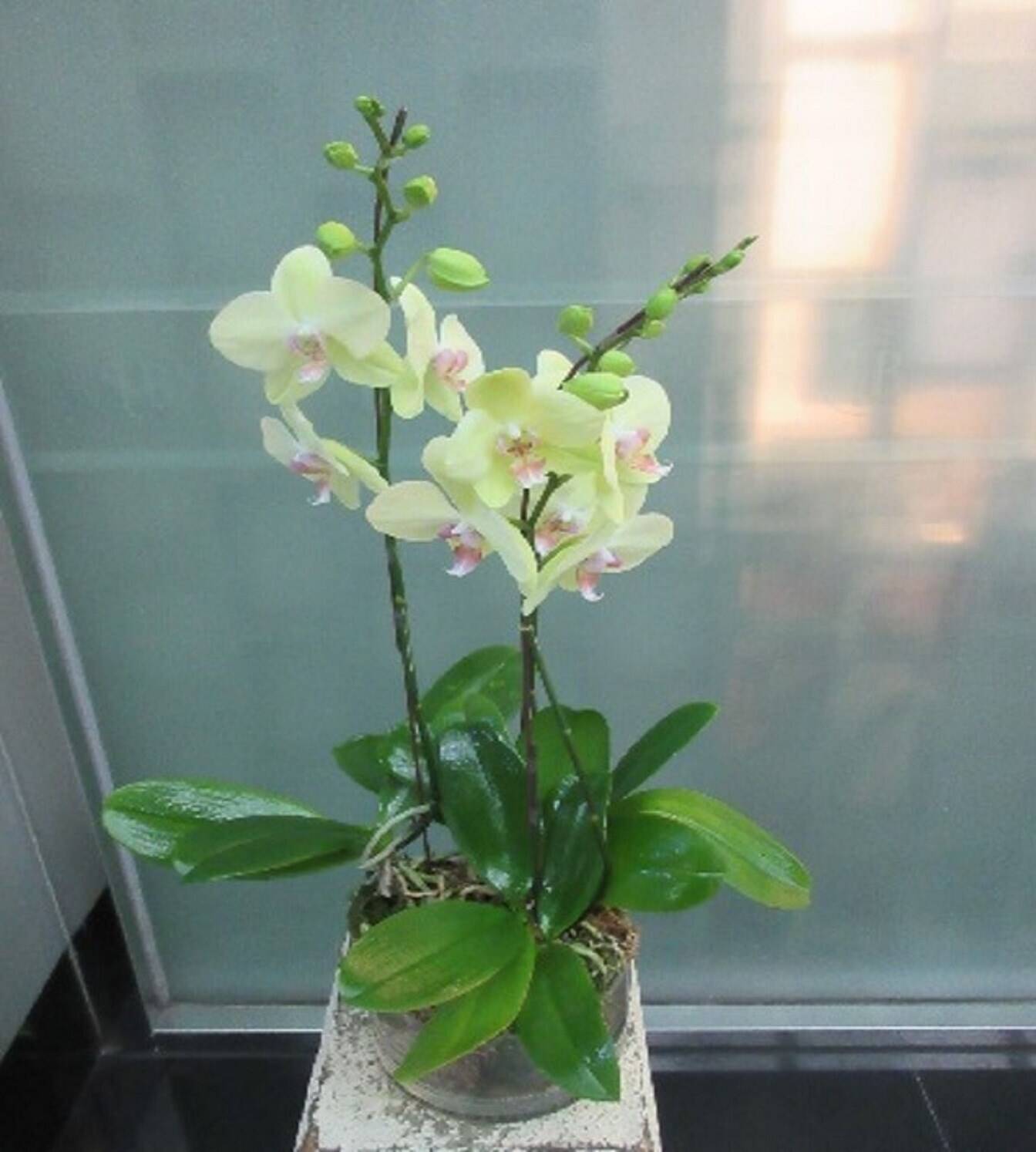 Blume, Pflanze, Blumen-Arrangement, Ikebana, Orchidee, Blume, Pflanze, Blumen-Arrangement, Ikebana, Orchidee, Blume, Pflanze, Blumen-Arrangement, Ikebana, Orchidee, Blume, Pflanze, Blumen-Arrangement, Ikebana, Orchidee