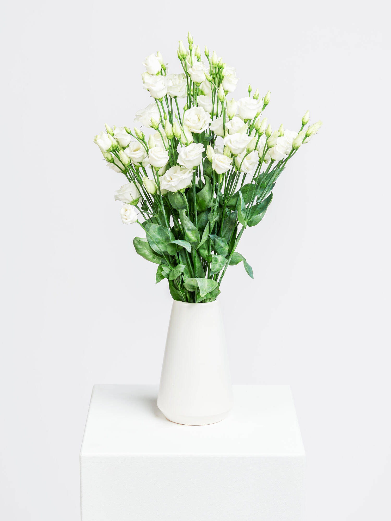 Lisianthus white