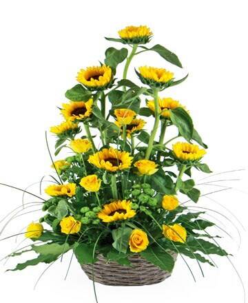 Blume, Blumen-Arrangement, Blumenstrauß, Sonnenblume, Topfpflanze, Blume, Blumen-Arrangement, Blumenstrauß, Sonnenblume, Topfpflanze, Blume, Blumen-Arrangement, Blumenstrauß, Sonnenblume, Topfpflanze