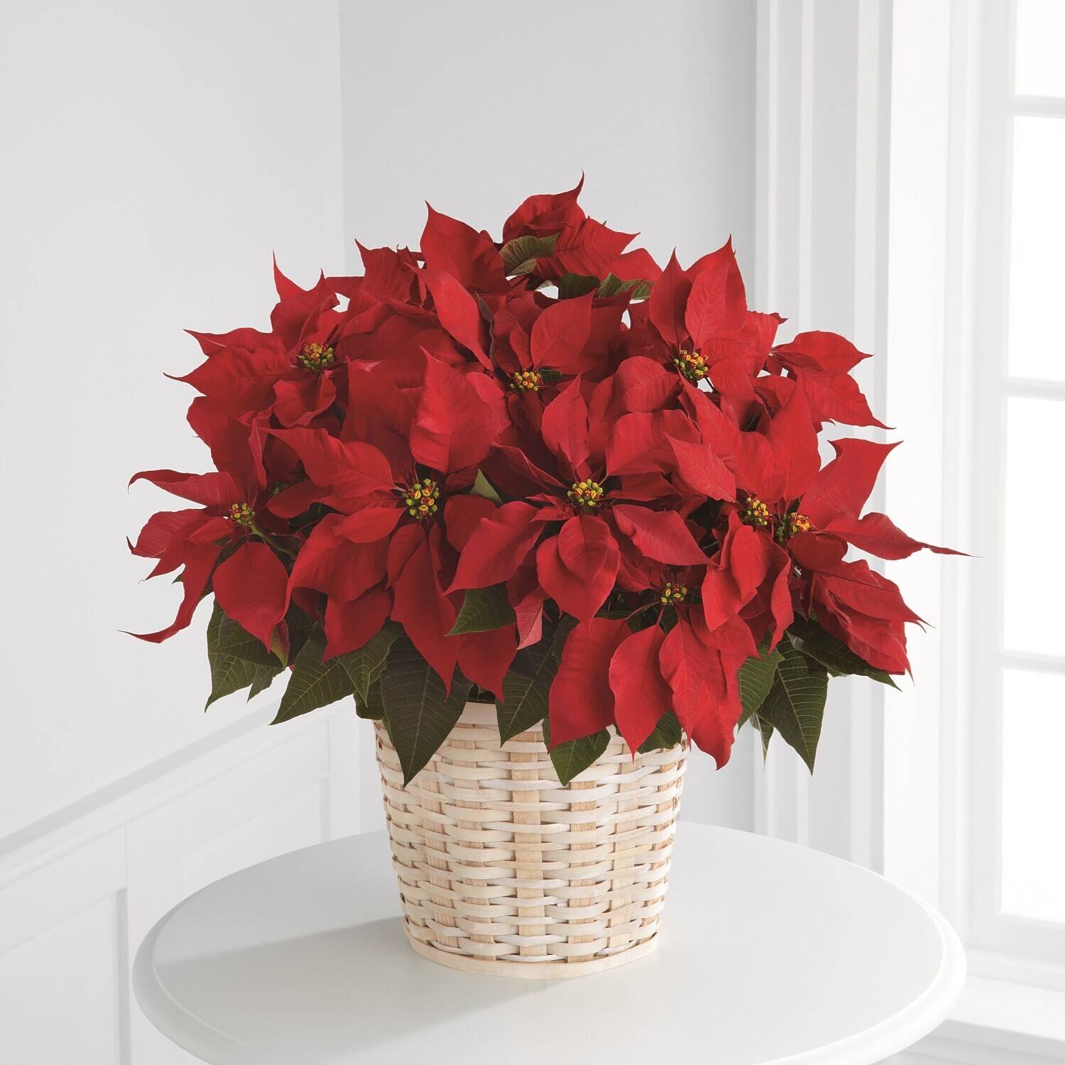 Pflanze, Blumen-Arrangement, Blumenstrauß, Blütenblatt, Topfpflanze, Pflanze, Blumen-Arrangement, Blumenstrauß, Blütenblatt, Topfpflanze, Pflanze, Blumen-Arrangement, Blumenstrauß, Blütenblatt, Topfpflanze, Weihnachtsstern, rot, Korb, Pflanze, Blume
