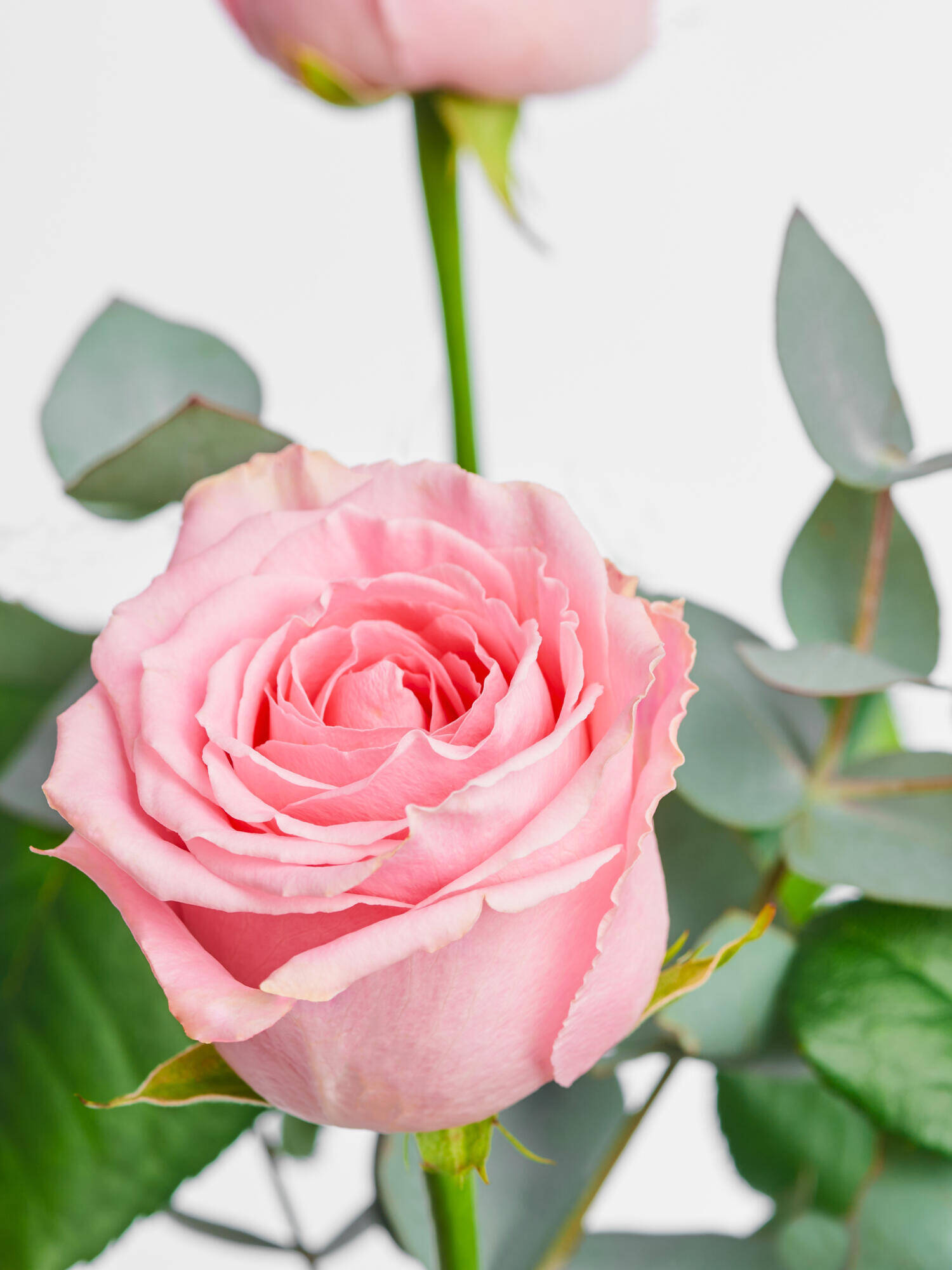 Zarte Rosenträume - Hauptblüte: Rosen - Hauptfarbe: Rosa