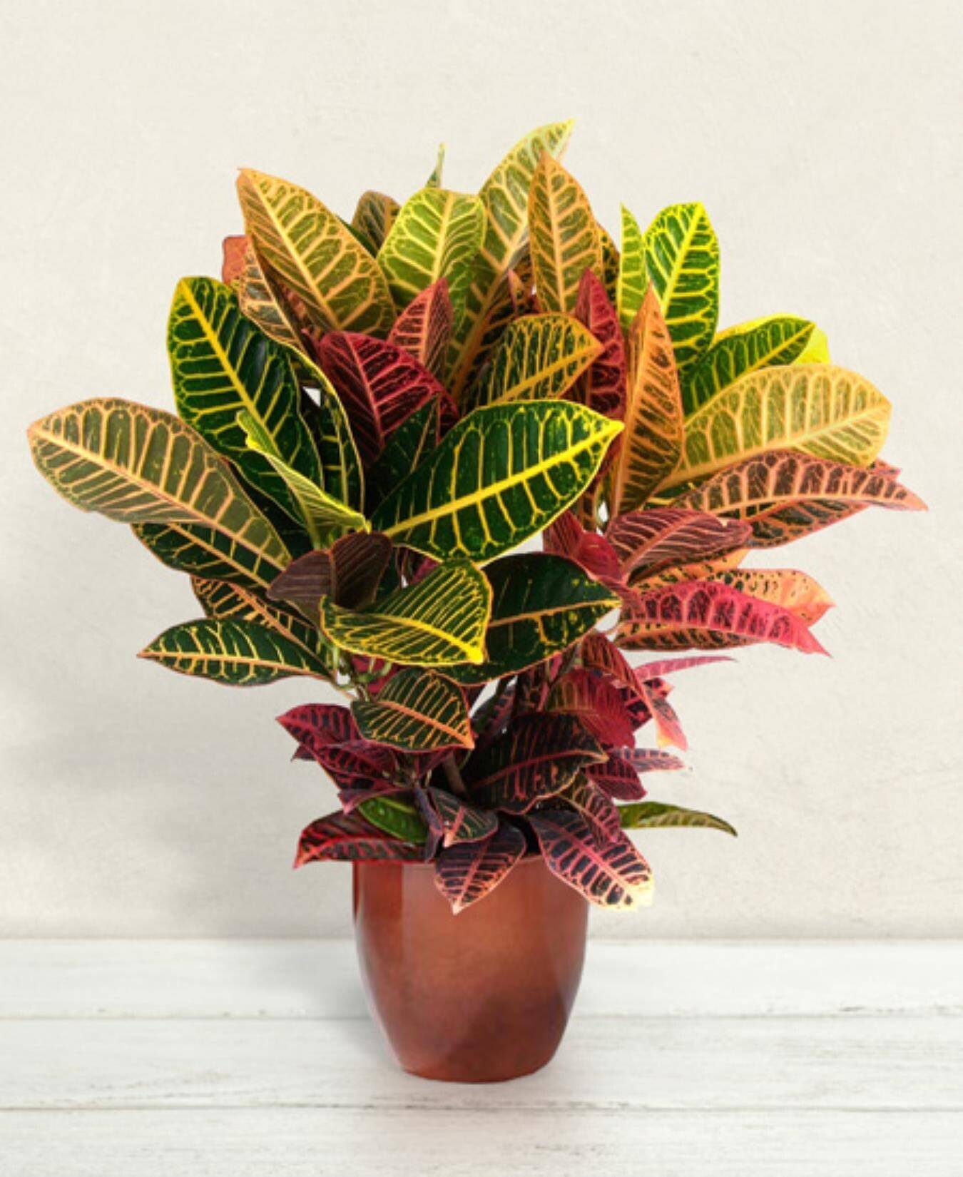 Croton Pflanze, bunte Blätter, Pflanze in Topf, Zimmerpflanze, grün gelb rot, Croton, Pflanze, Laub, Topfpflanze, bunte Blätter, Croton, Pflanze, Topfpflanze, bunte Blätter, Zimmerpflanze