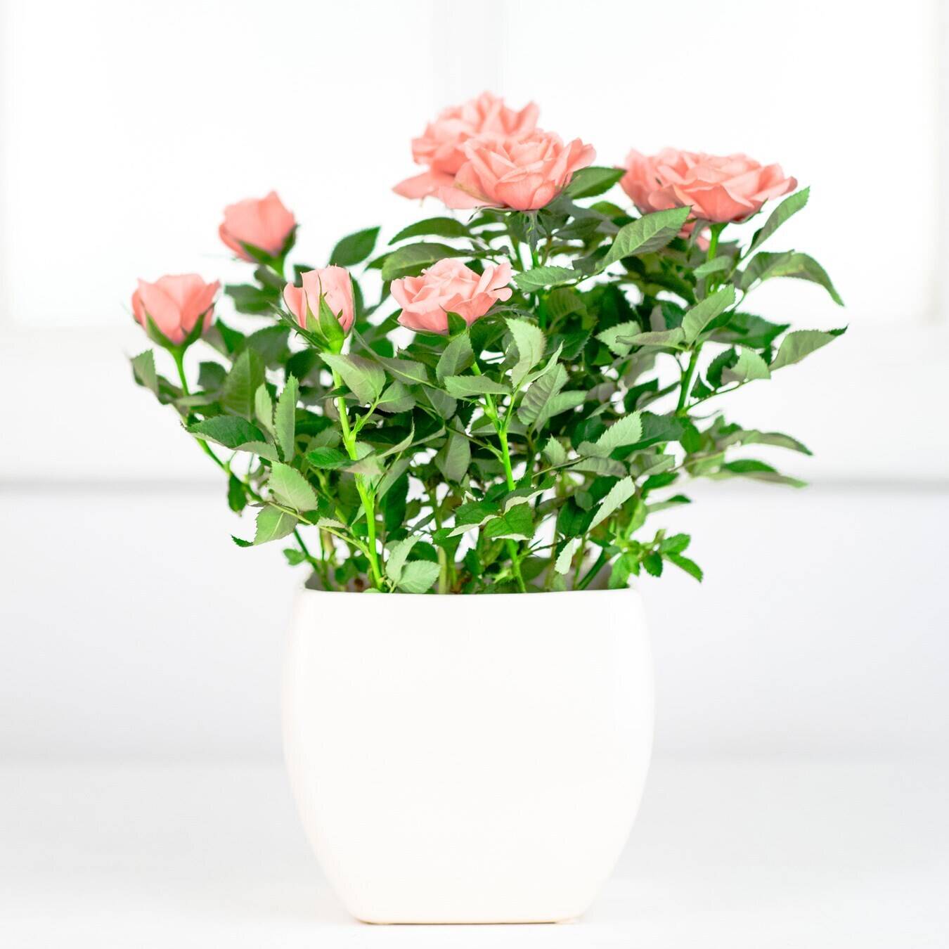 Topfpflanze, Blume, Rose, Blumen-Arrangement, Töpferei, Topfpflanze, Blume, Rose, Blumen-Arrangement, Töpferei, Topfpflanze, Blume, Rose, Blumen-Arrangement, Töpferei, Topfpflanze, Blume, Rose, Blumen-Arrangement, Töpferei