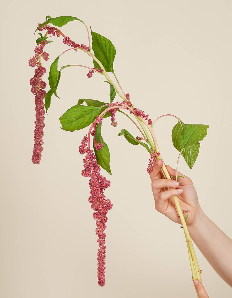 Amaranthus Blüte