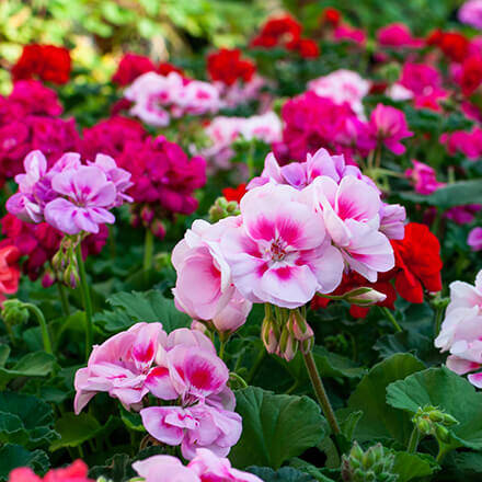 Geranienblüten in unterschiedlichen Farben