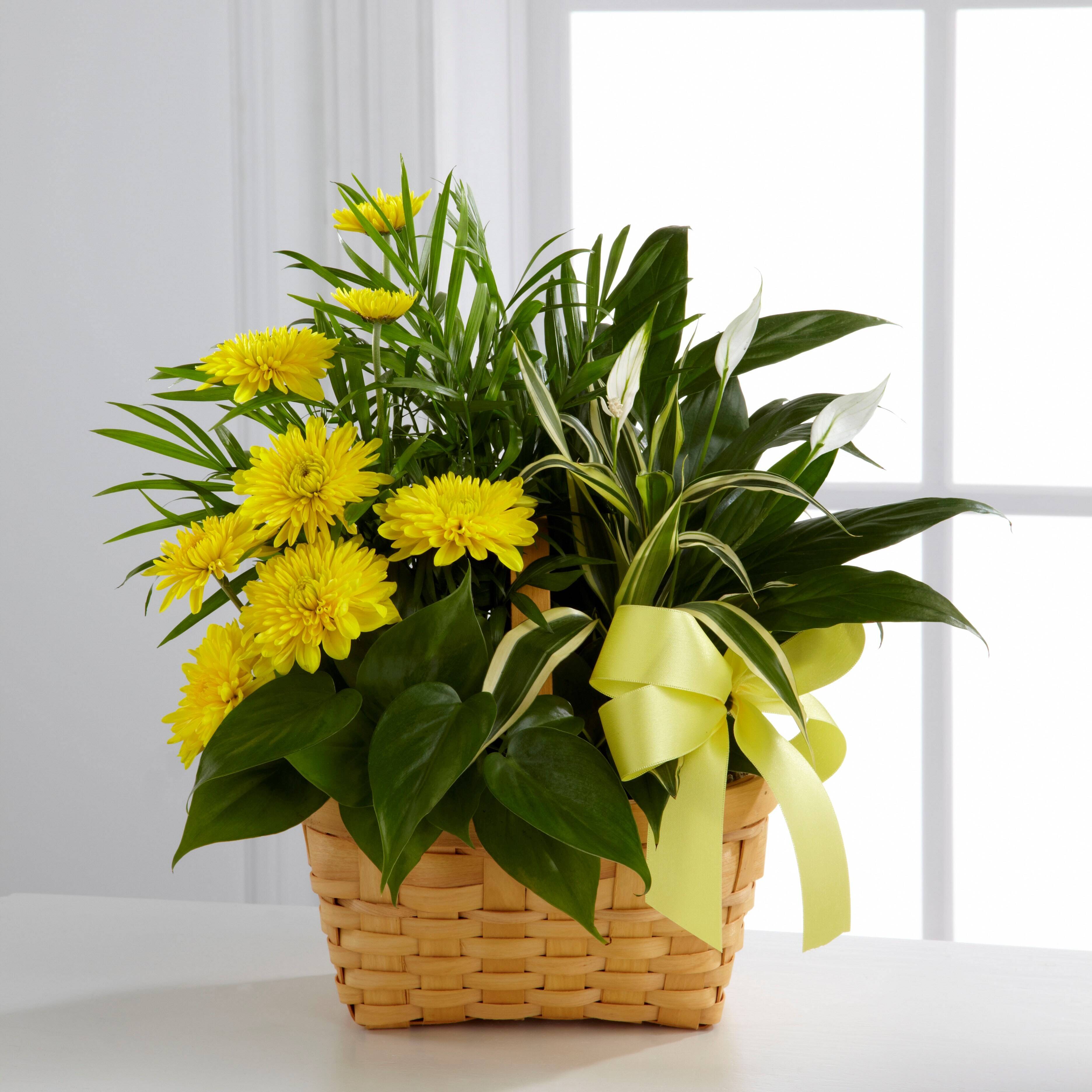 Blume, Blumen-Arrangement, Pflanze, Blumenstrauß, Blume, Blumen-Arrangement, Pflanze, Blumenstrauß, Blume, Blumen-Arrangement, Pflanze, Blumenstrauß, Blume, Blumen-Arrangement, Pflanze, Blumenstrauß, Blume, Blumen-Arrangement, Pflanze, Blumenstrauß